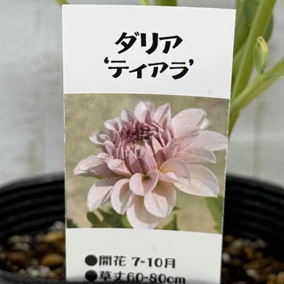 ダリア　ティアラ　４寸の立派な株