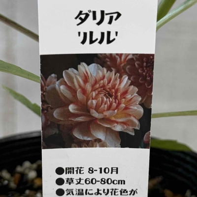 ダリア　ルル　４寸の立派な株