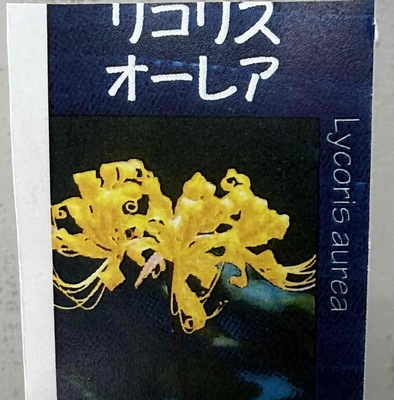 リコリス　オーレア　超特大2球入り一袋