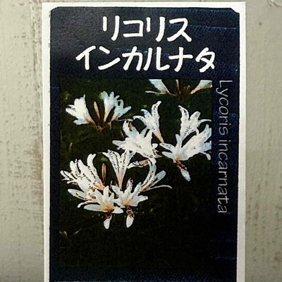 リコリス　インカルナタ　2球入り一袋