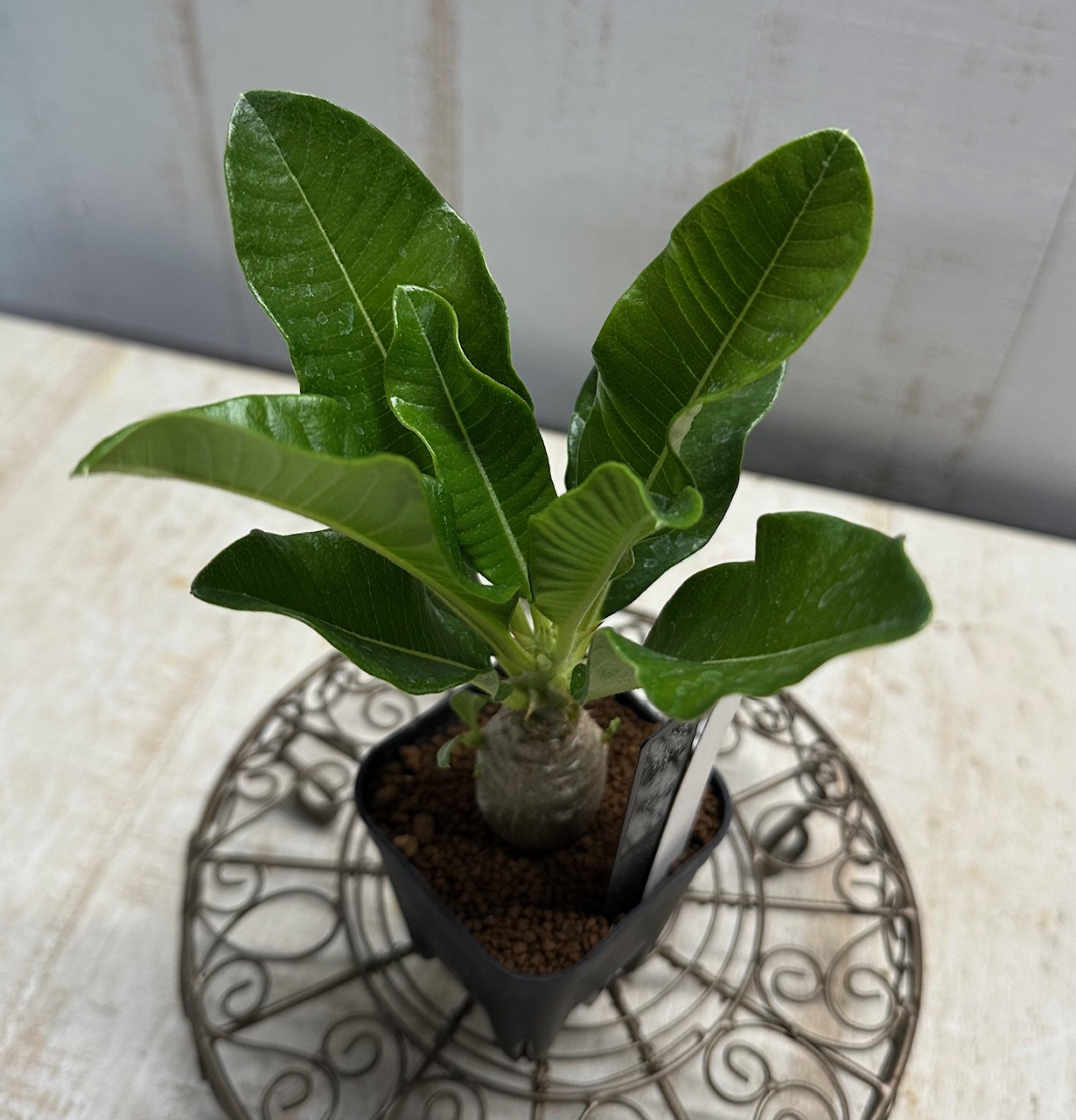 良型 パキポディウム ウィンゾリー 沖縄実生【現品B】 | グリーンホビー