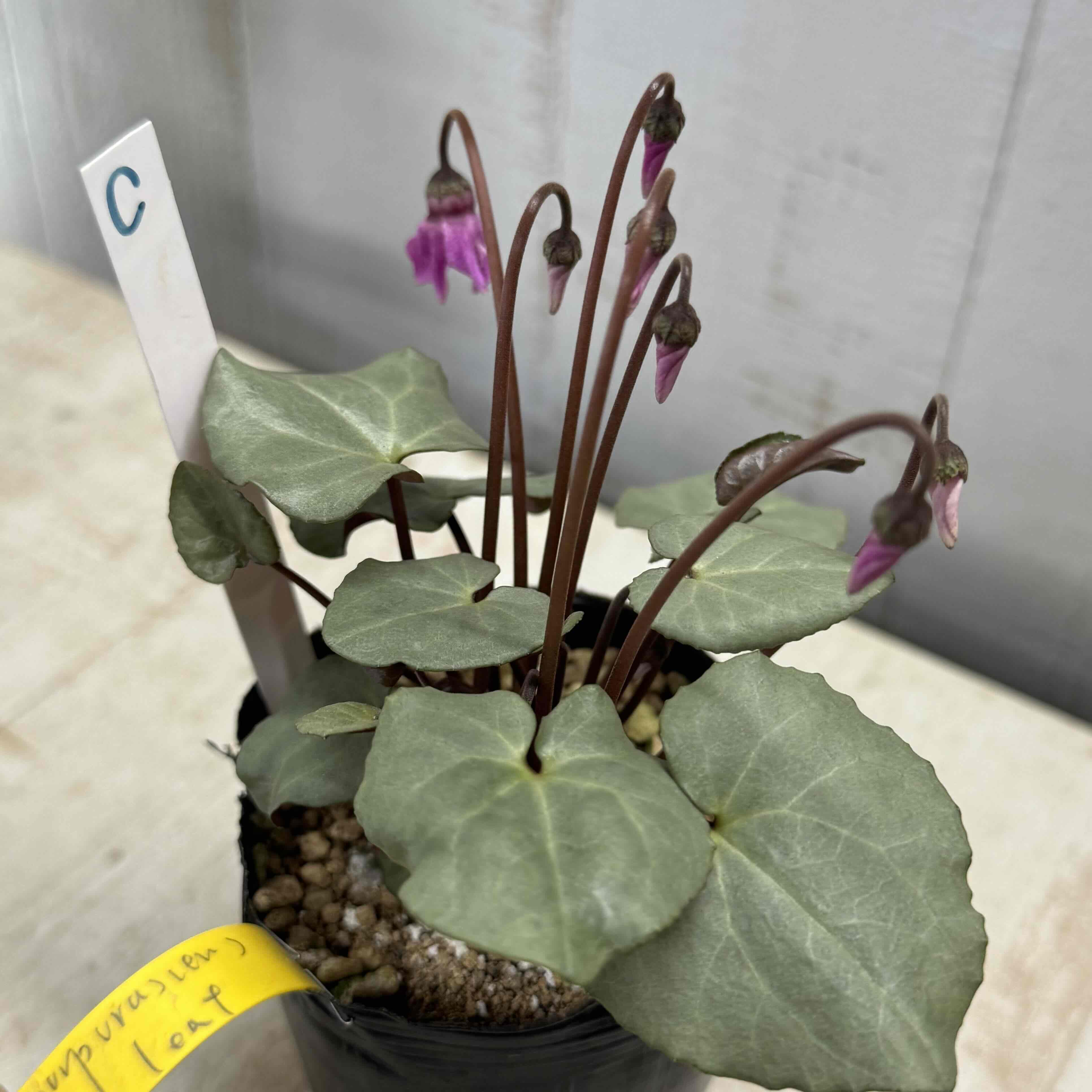 現品】原種シクラメン プルプラセンス C | グリーンホビー