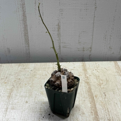 亀甲竜　現品B
