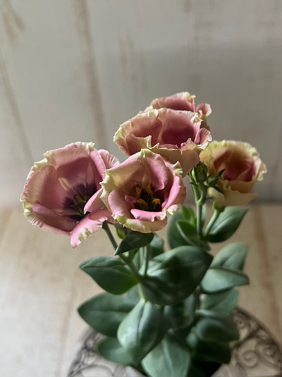 アンティークカラー】トルコキキョウ プッチーノ プルーン 《8/29》➀