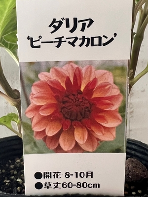 New　ダリア　ピーチマカロン　４寸の立派な株