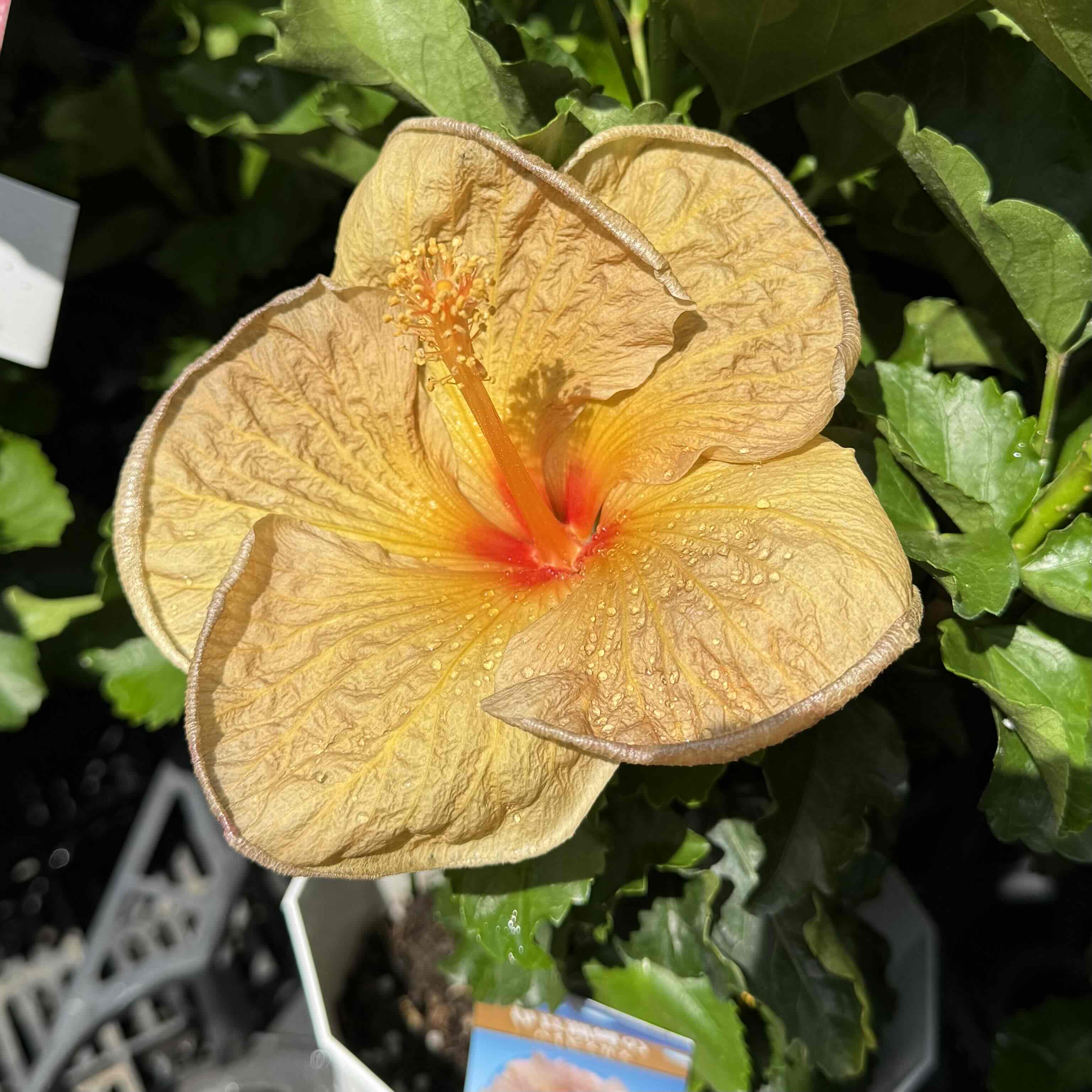 ハイビスカス ゴールドドラゴン | グリーンホビー