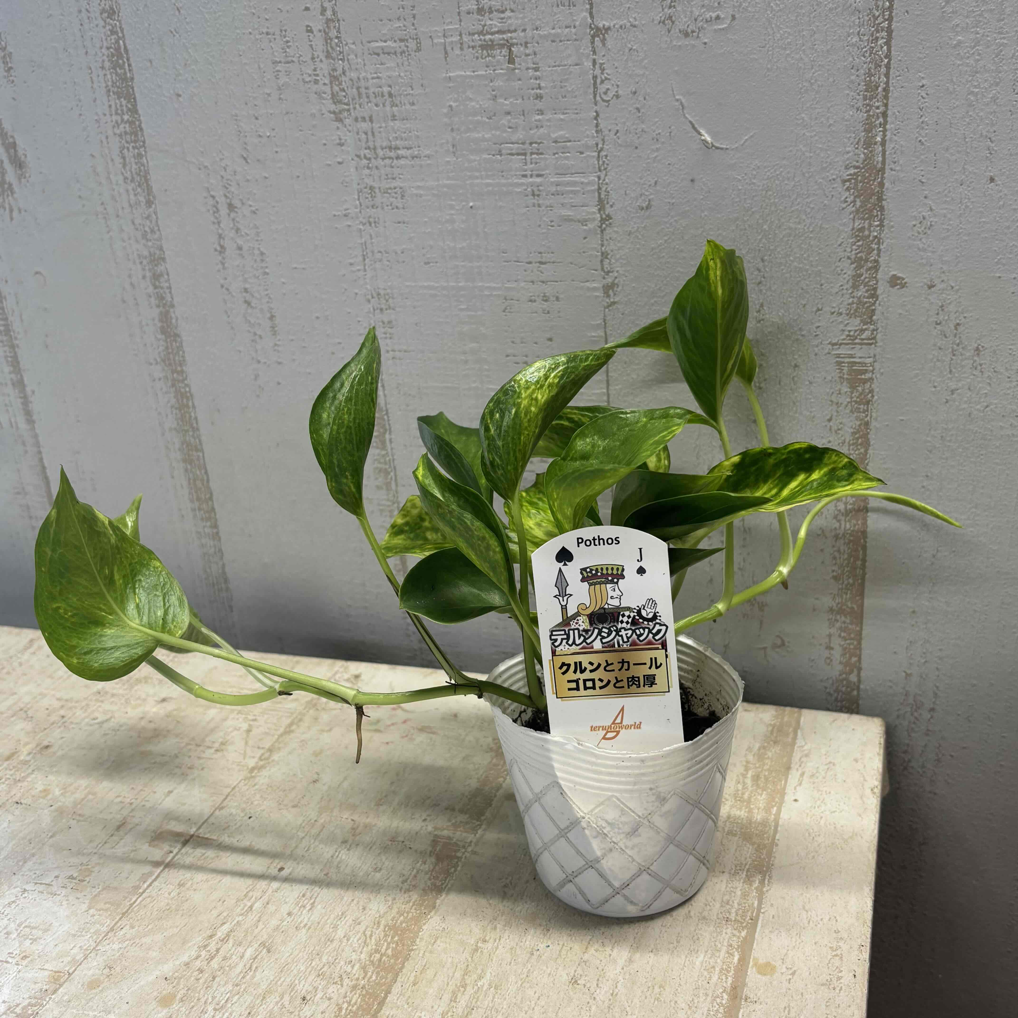ポトス テルノジャック | グリーンホビー