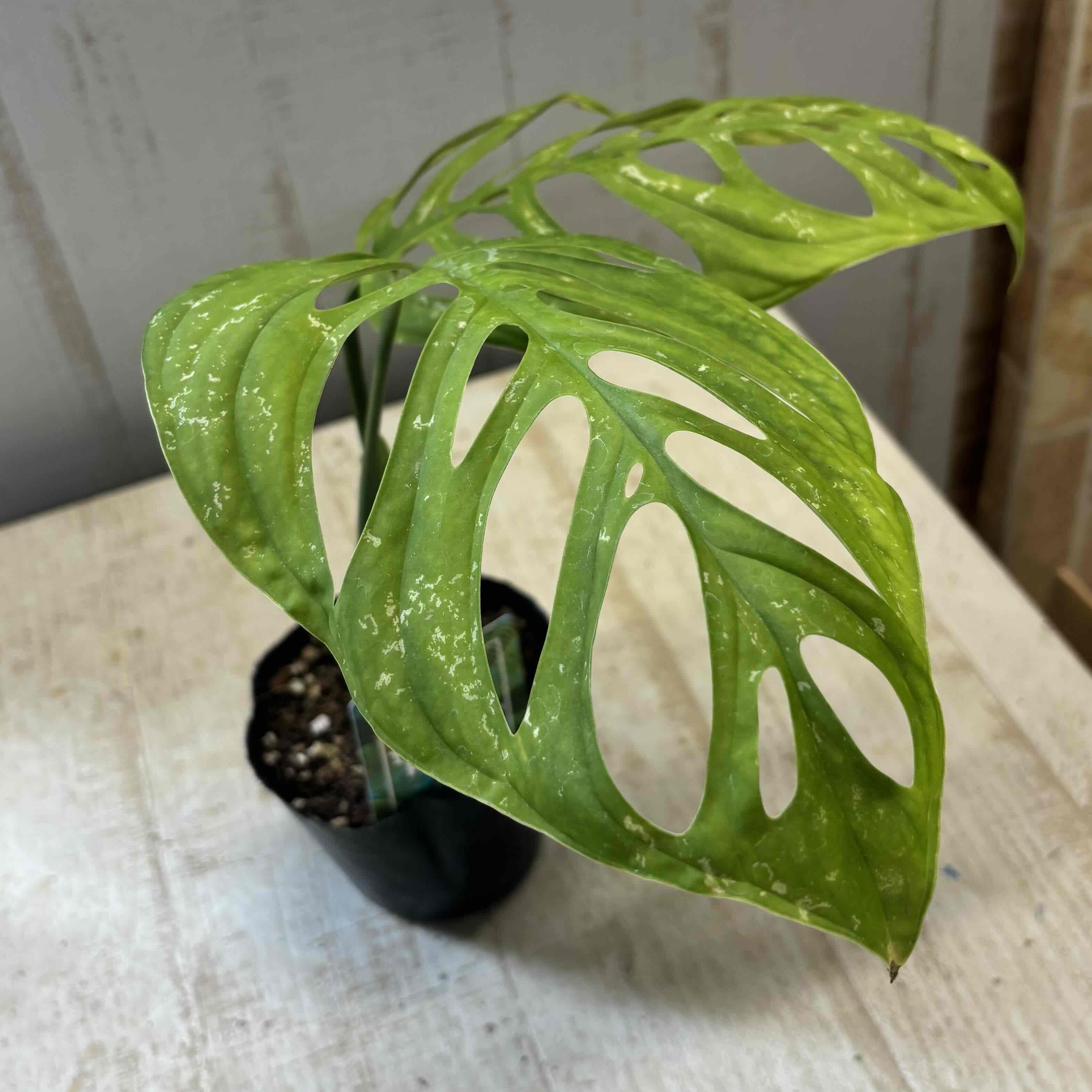 モンステラ エスケレート