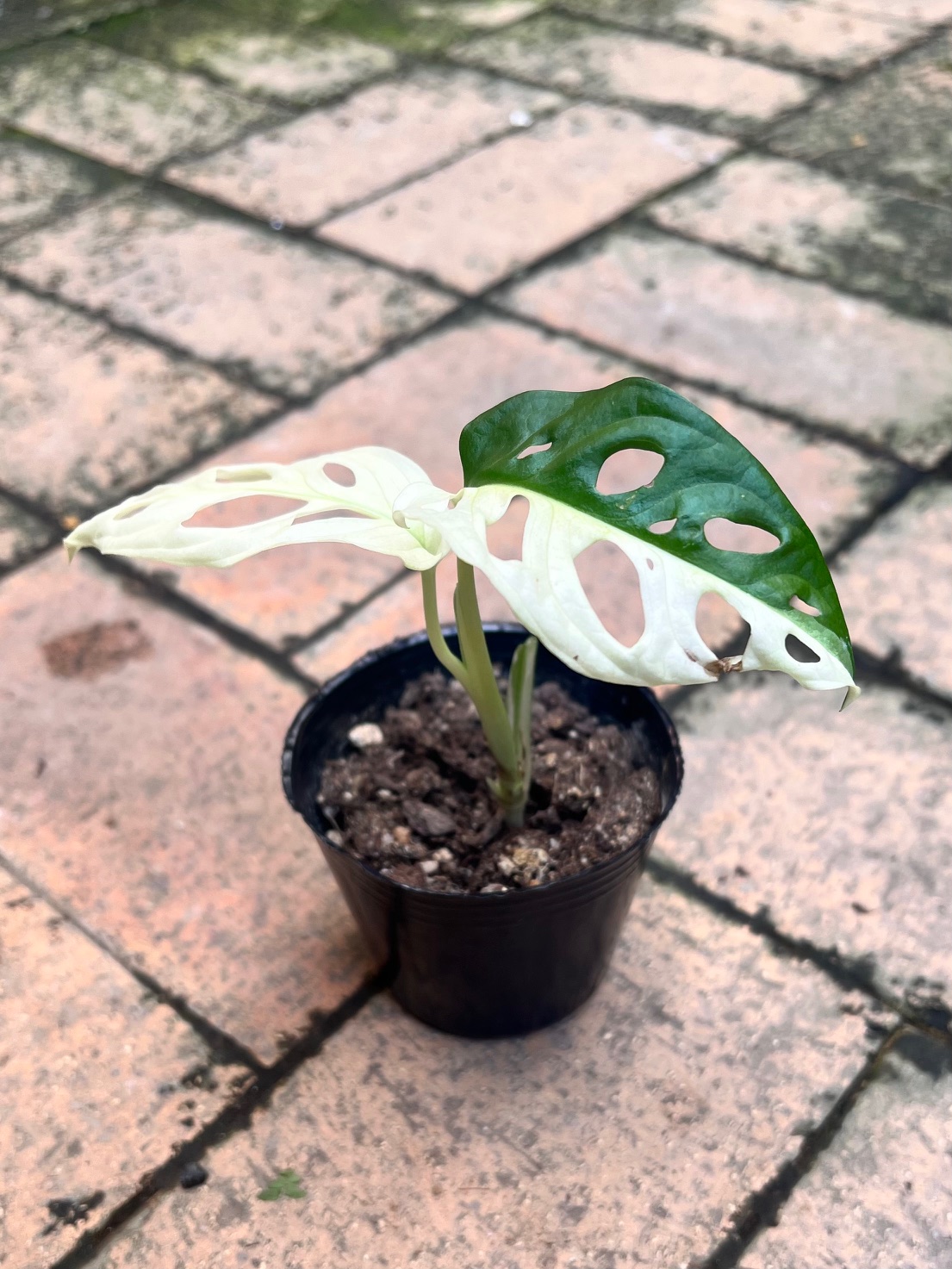 斑入り】マドカズラ 現品A | グリーンホビー