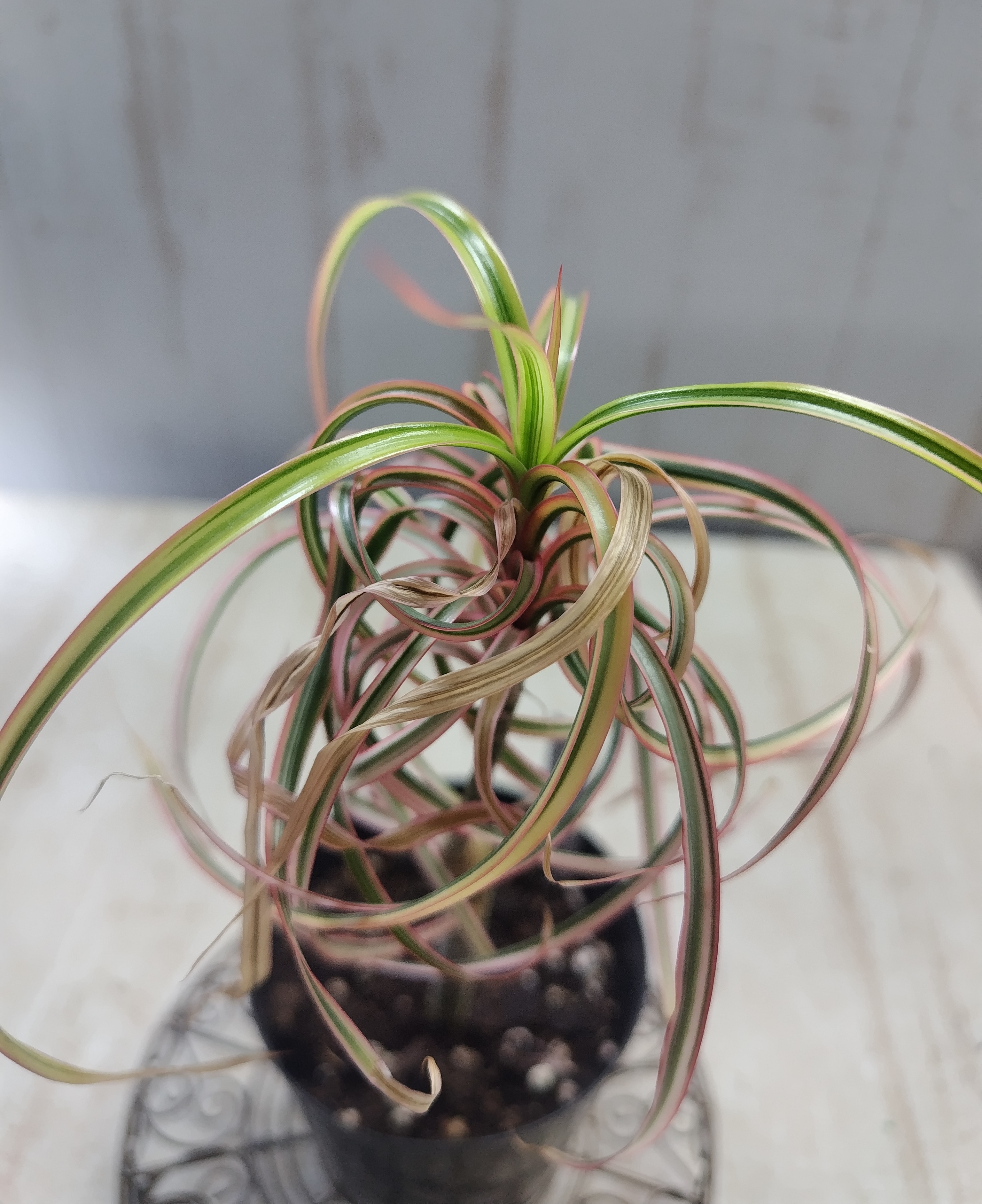 【現品】コンシンナ・キュンティ　（ドラセナ・コンシンネ・キュンティ）5号　えB番 現品】コンシンナ・キュンティ （ドラセナ・コンシンネ・キュンティ）5