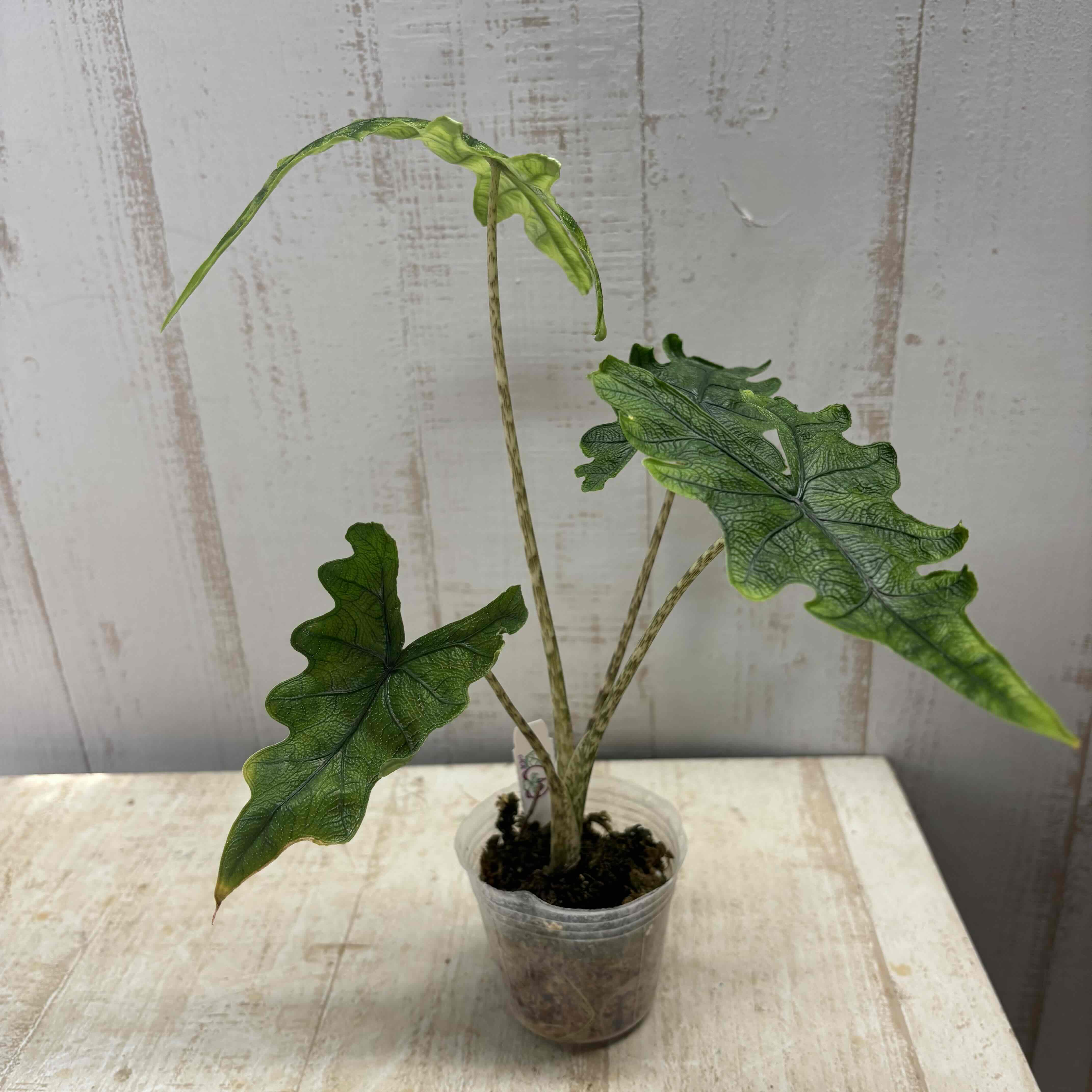 希少 アロカシア ジャックリン オーレア アロカシア ジャックリン | グリーンホビー