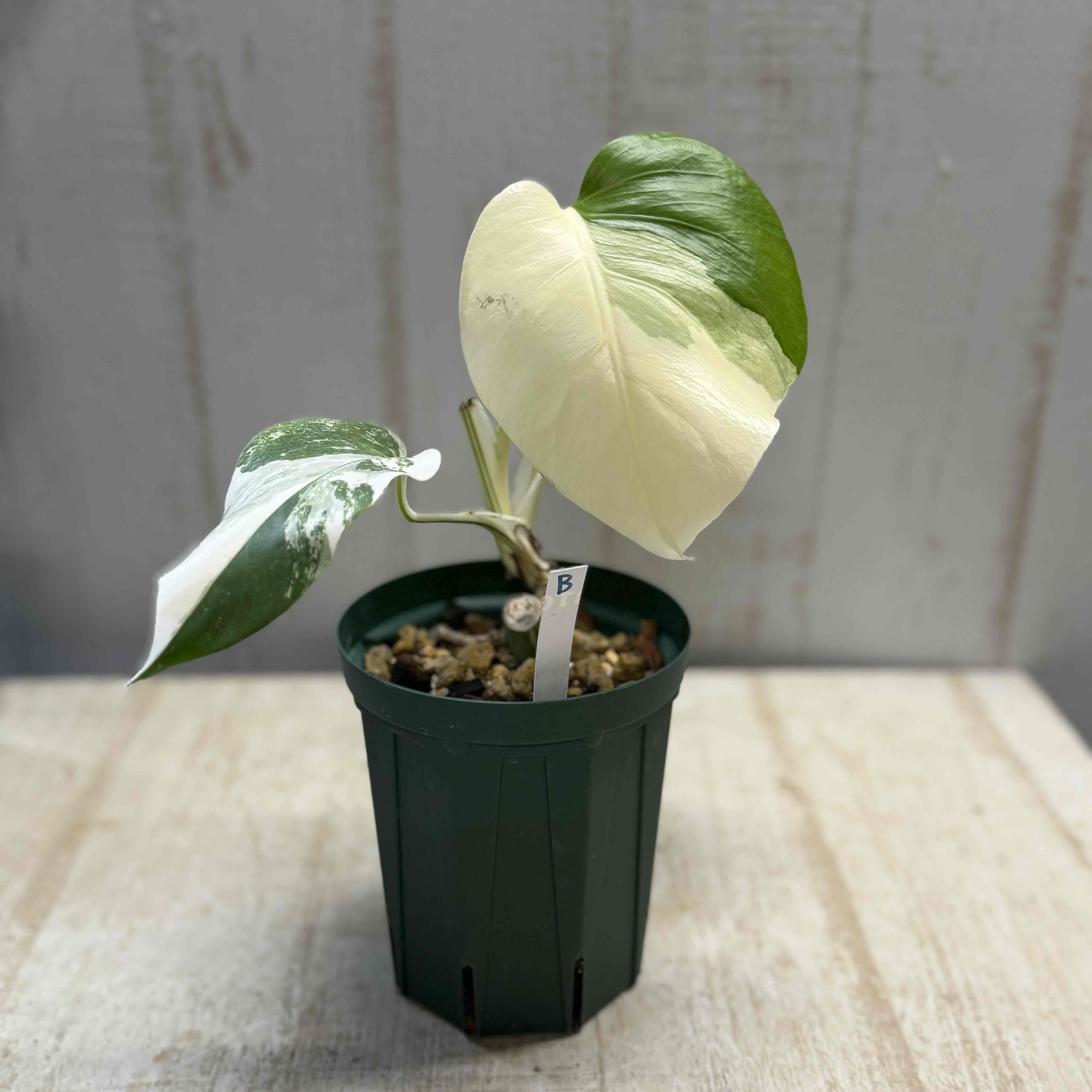 斑》モンステラ ホワイトタイガー【現品B】 | グリーンホビー