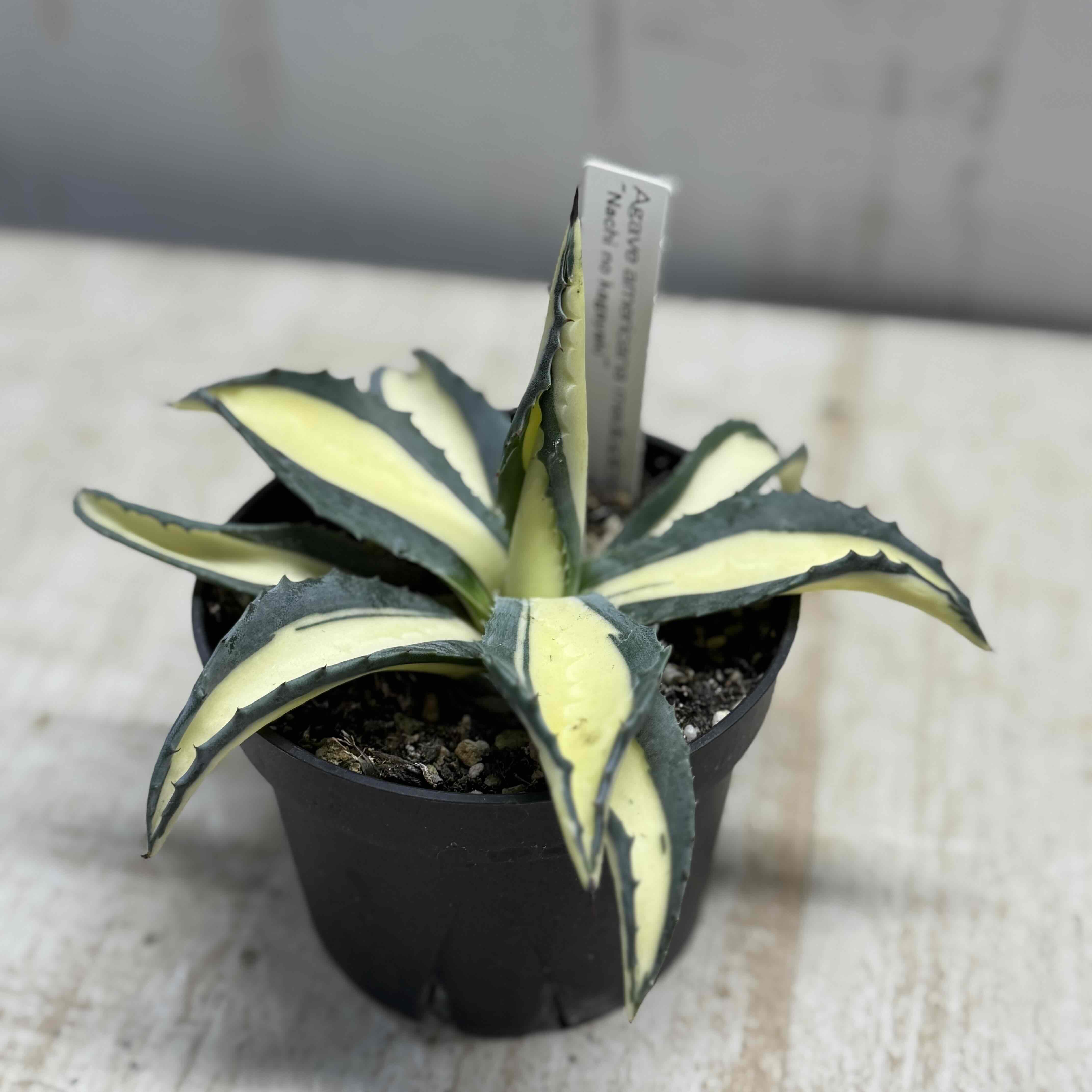 現品】アガベ 那智の輝き | グリーンホビー