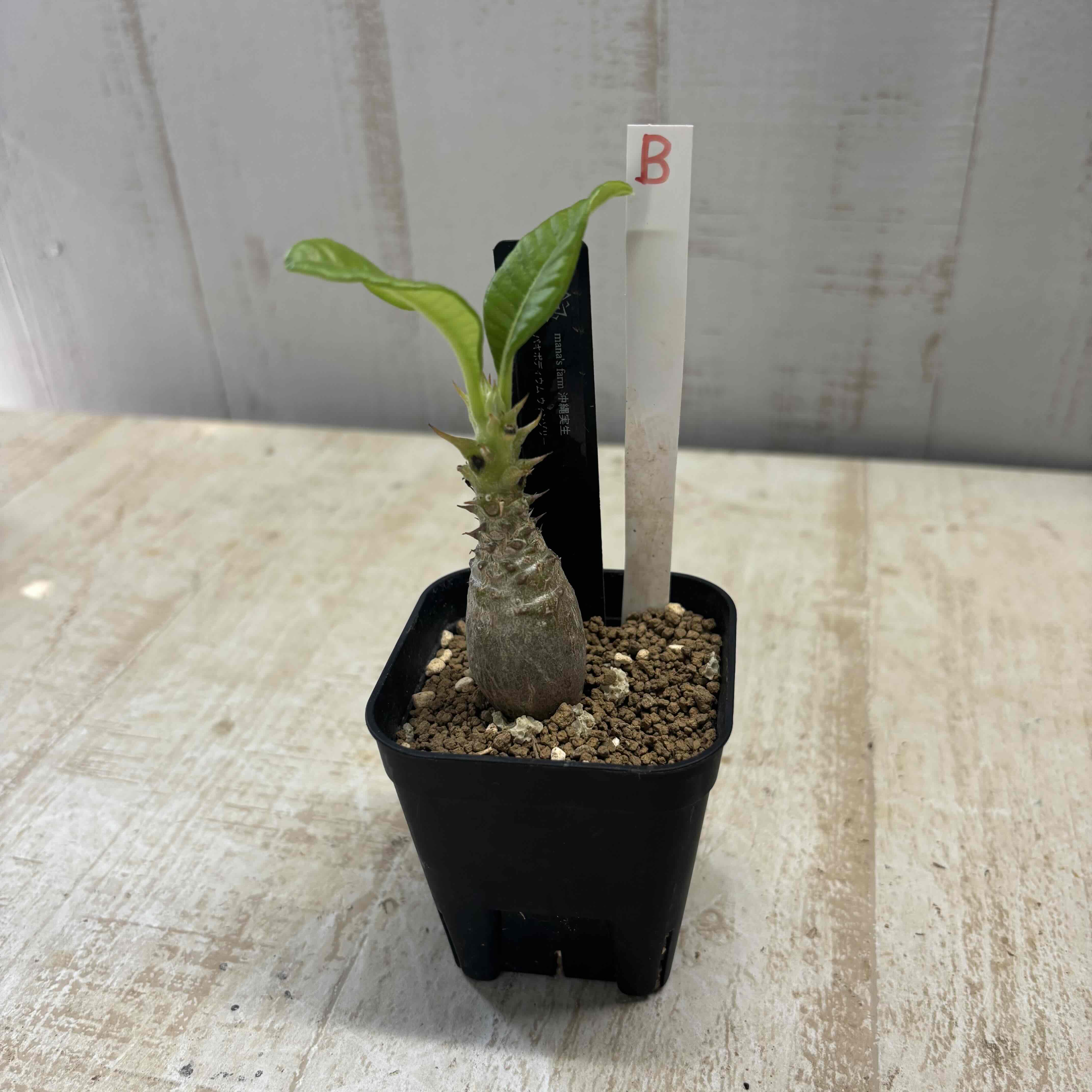 種子 20粒 パキポディウム ウィンゾリー windsorii【マダガスカル産】 種子 20粒 パキポディウム ウィンゾリー windsorii【マダガスカル産