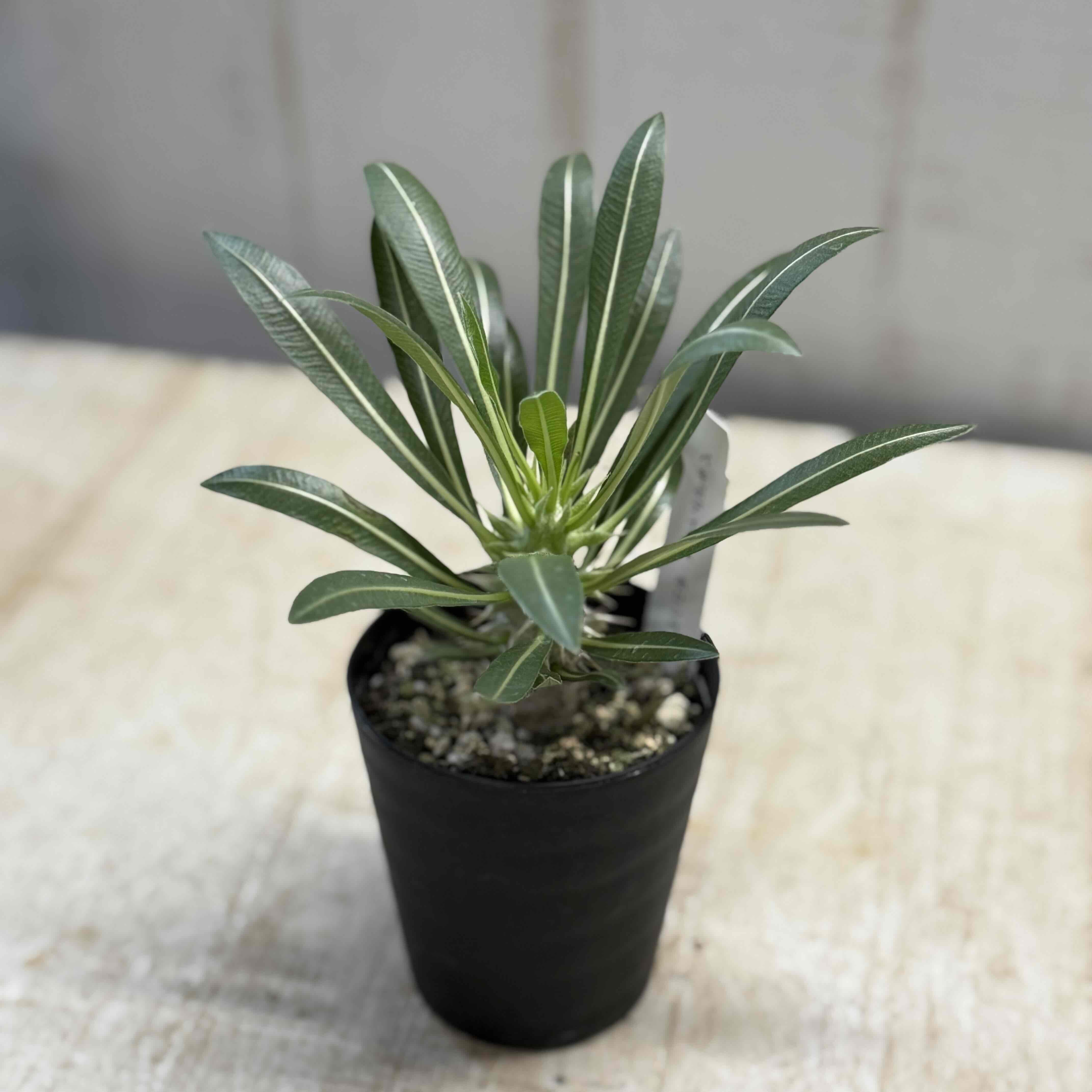 パキポディウム ホロンベンセ | グリーンホビー