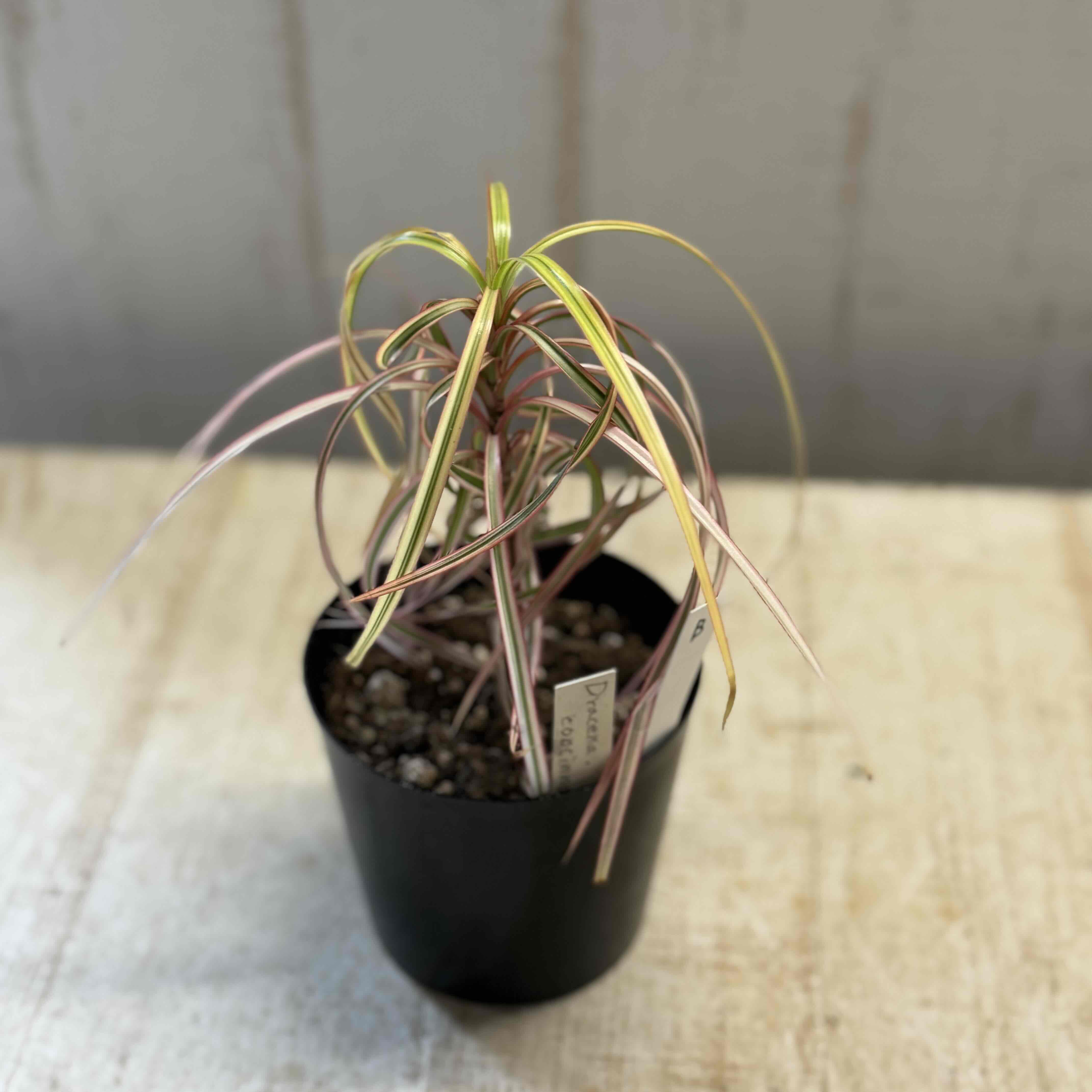 【現品】コンシンナ・キュンティ　（ドラセナ・コンシンネ・キュンティ）5号　えB番 ドラセナ コンシンネ キュンティ 現品B | グリーンホビー