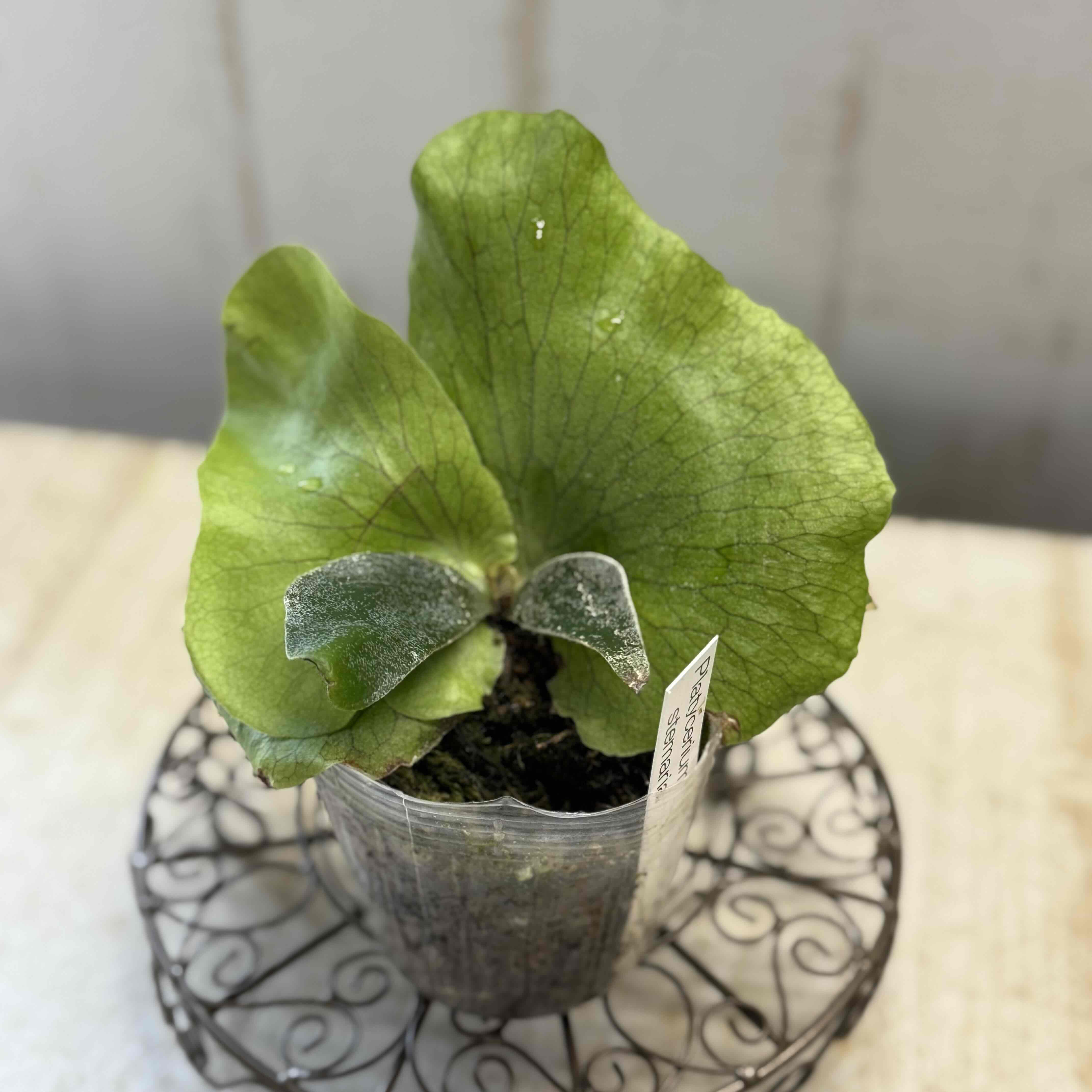 ビカクシダ ステマリア 【現品】 | グリーンホビー