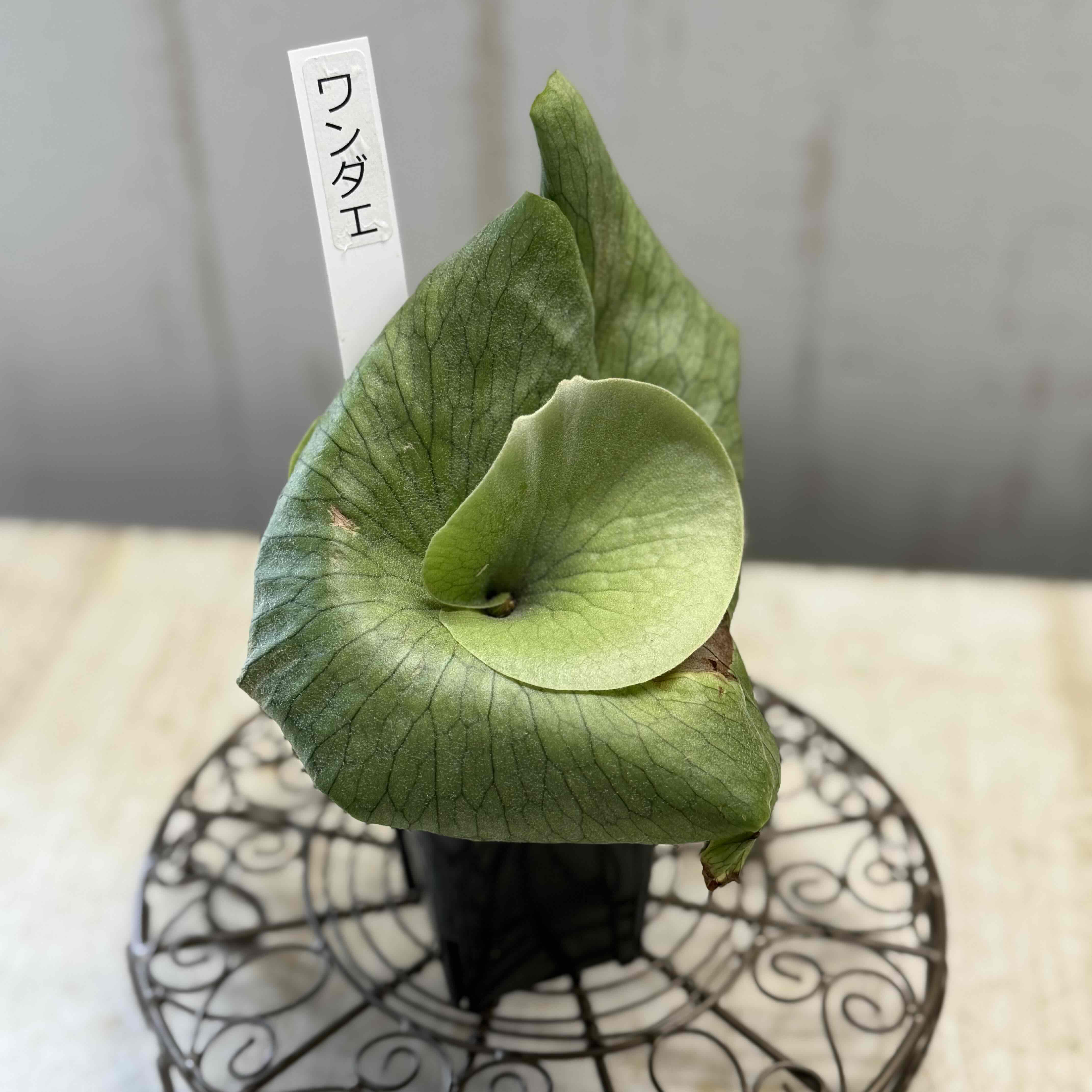 ビカクシダ ワンダエ 【現品】 | グリーンホビー