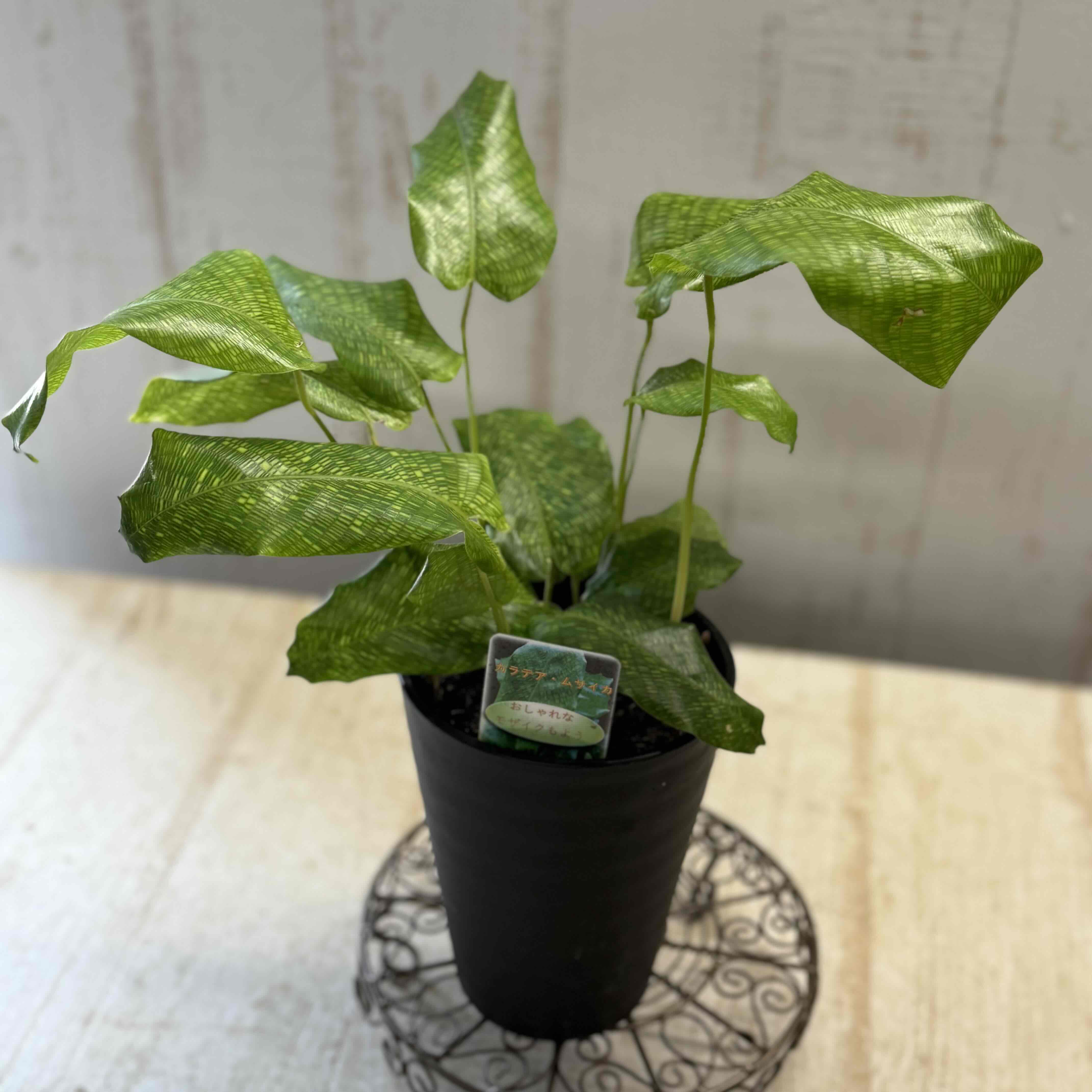 カラテア ムサイカ 斑入り 観葉植物】カラテア ムサイカ 3.5寸鉢