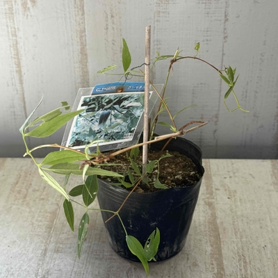 竹間さんのクレマチス 天の原　【現品】