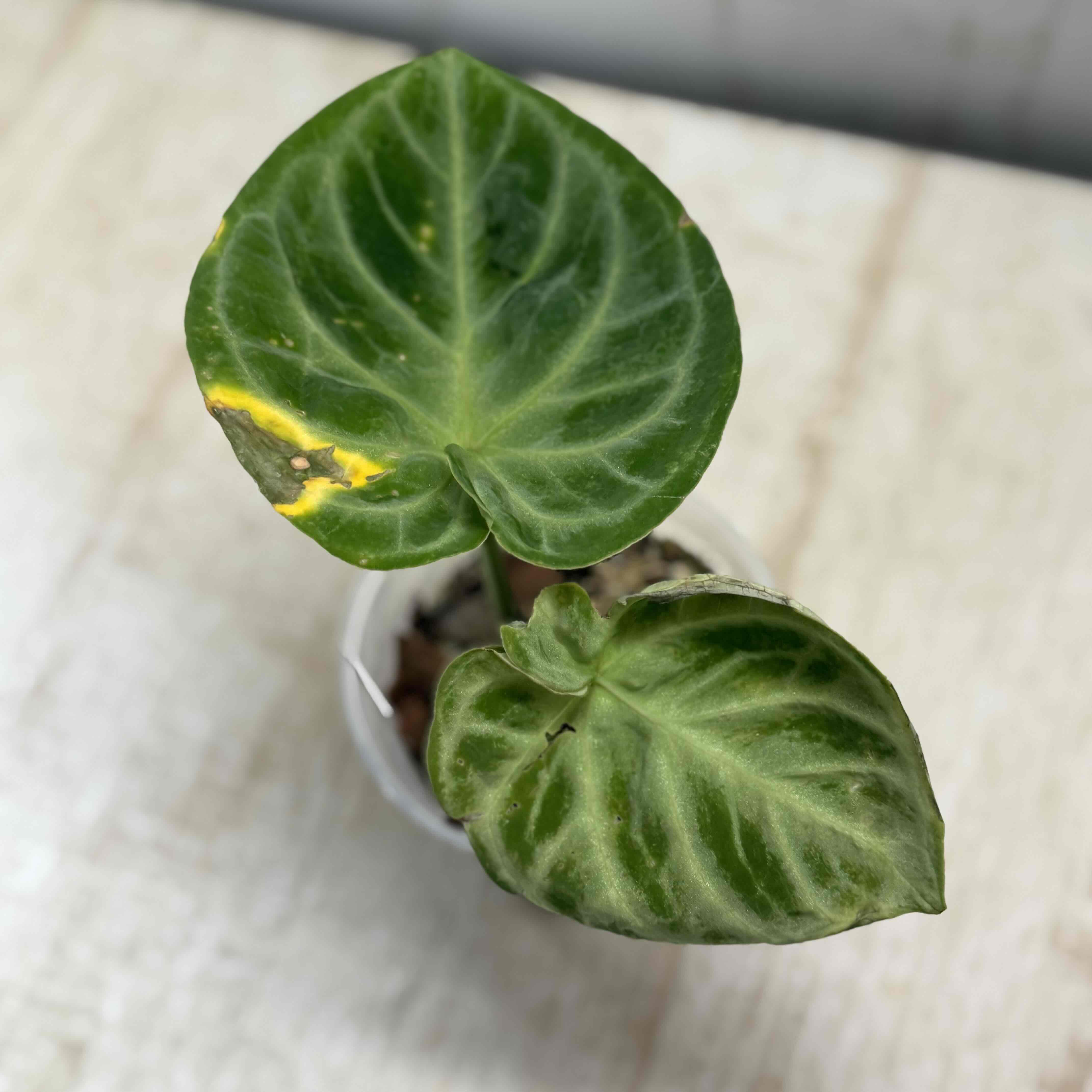 アンスリウム ドラヤキ×シルバーブッシュ 【現品】葉に痛み有り