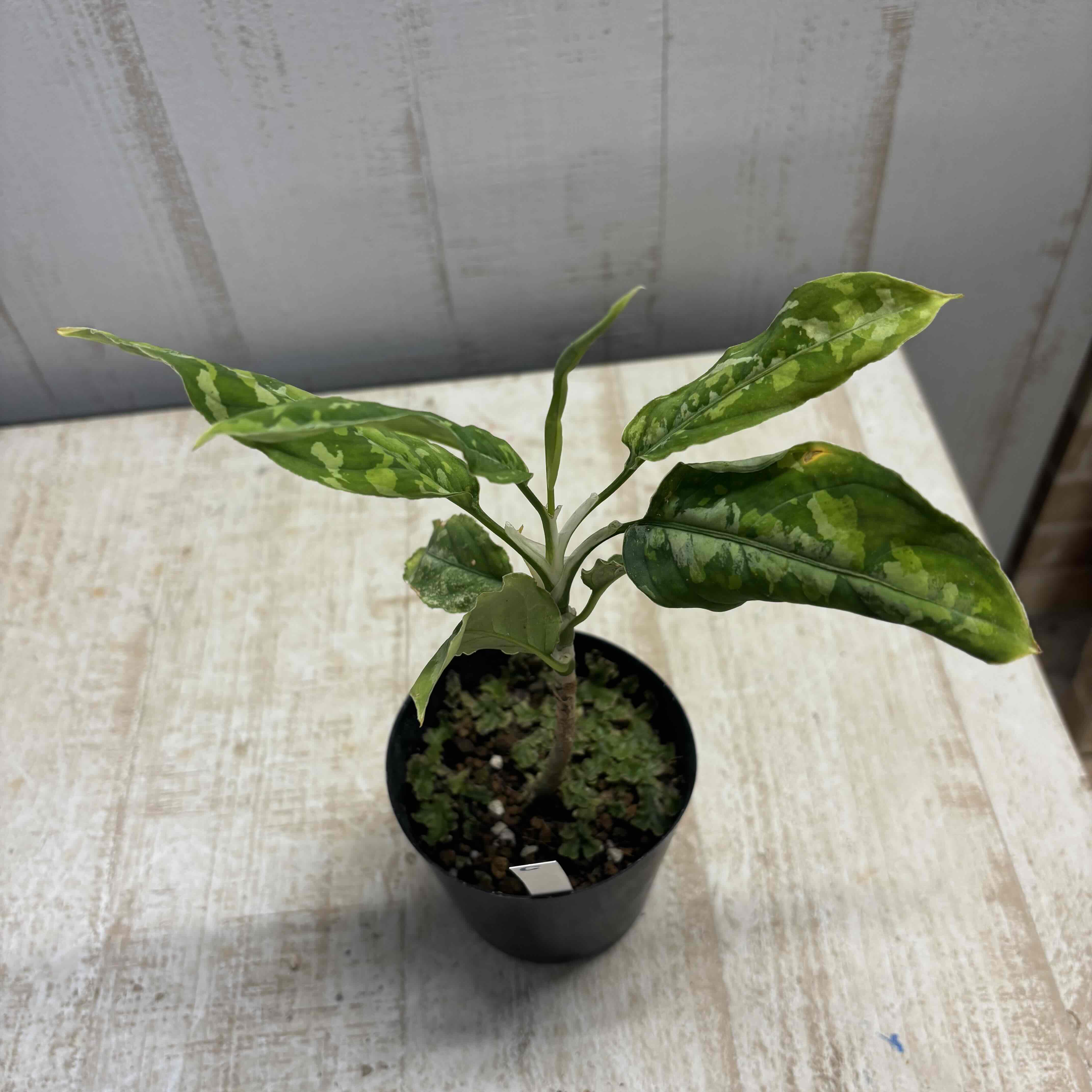 アグラオネマ　ピクタム　トリカラー　　No.005　鉢、送料込 アグラオネマ ピクタム トリカラー 【観葉植物 3号／1個売り