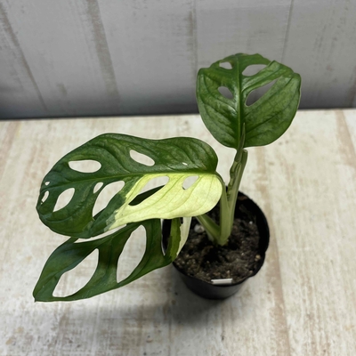 【斑入り】マドカズラ　現品J　株小さめ
