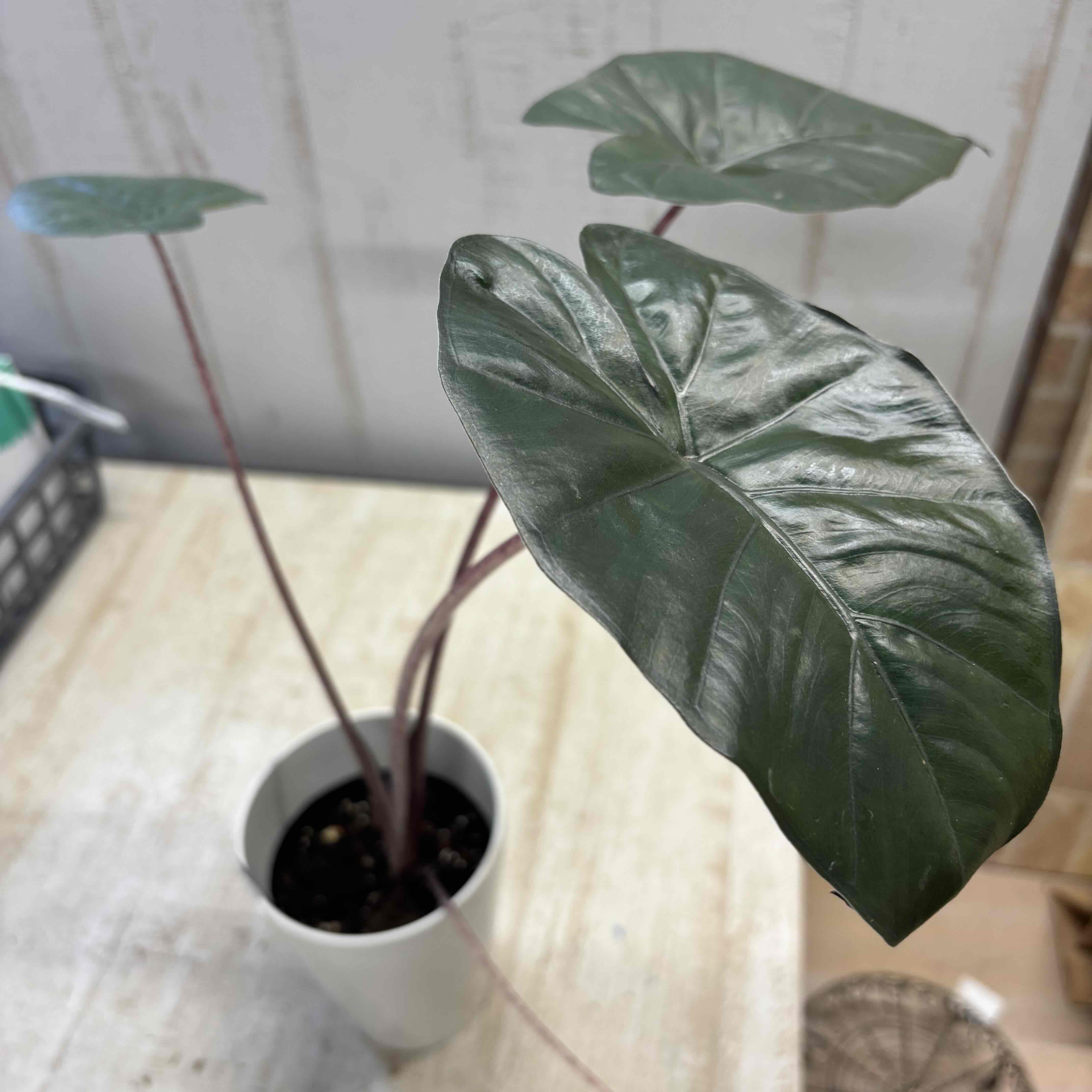 アロカシア ユカタンプリンセス 【現品A】 | グリーンホビー