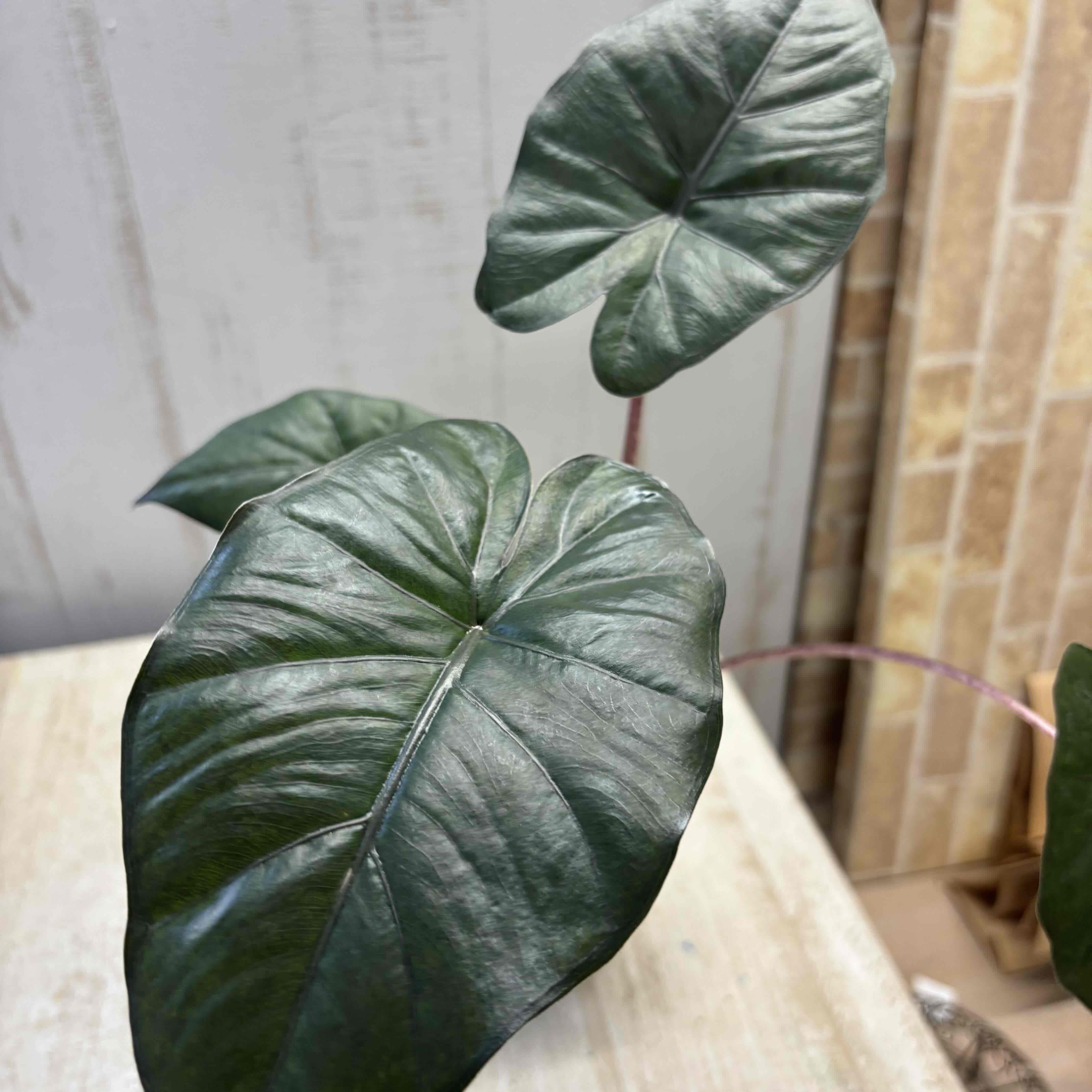 アロカシア ユカタンプリンセス 【現品B】 | グリーンホビー