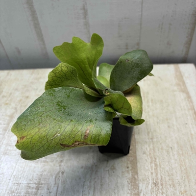 ビカクシダ　ウィンキー・バリ　【現品】