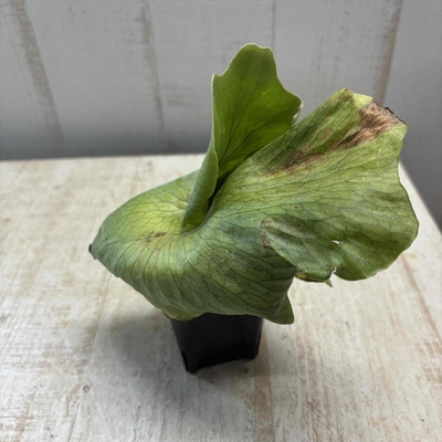 ビカクシダ　ワンダエ　【現品】