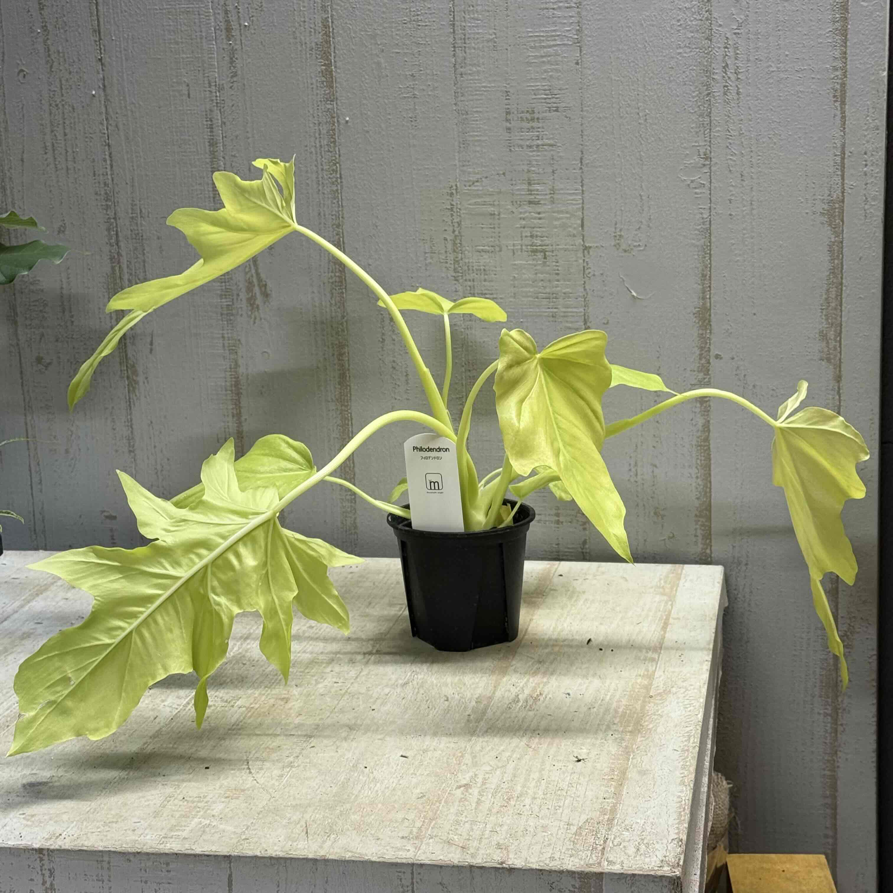 フィロデンドロン ワルセヴィッチ | グリーンホビー