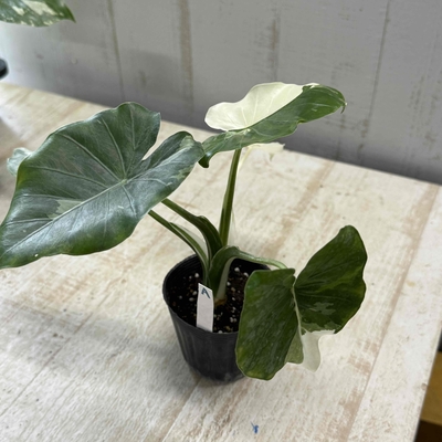 【斑入り】クワズイモ　現品A