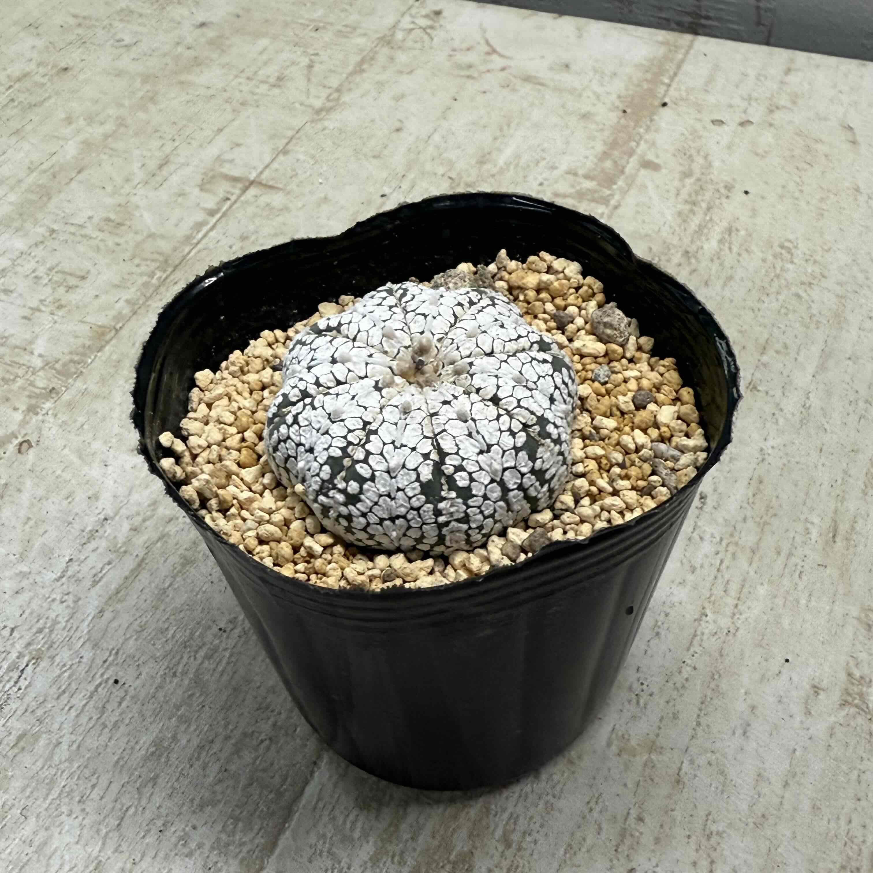 アストロフィツム 'スーパー兜'15鉢 3.5寸サイズ スーパー兜（アストロ