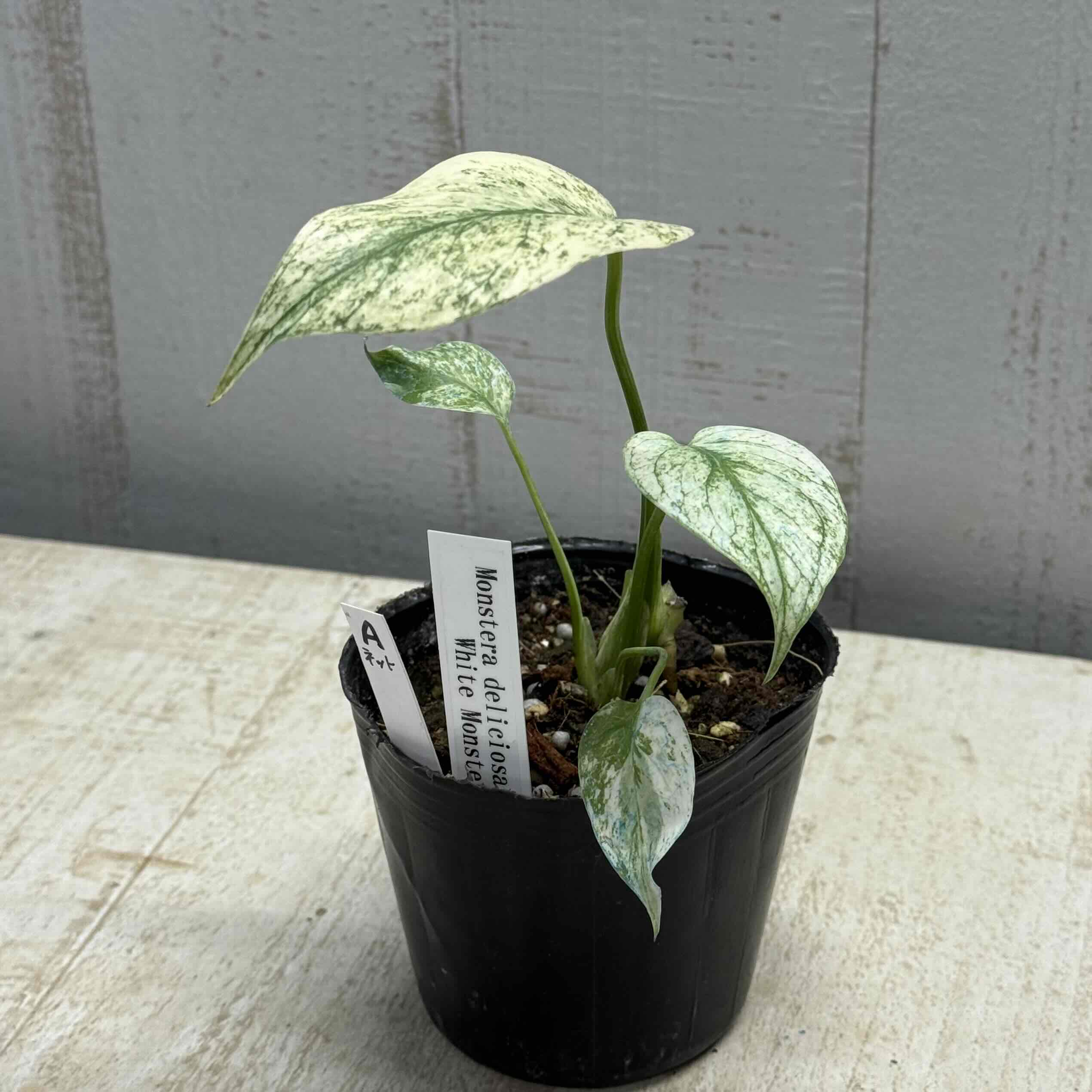 モンステラ ホワイトモンスター【現品A】 | グリーンホビー