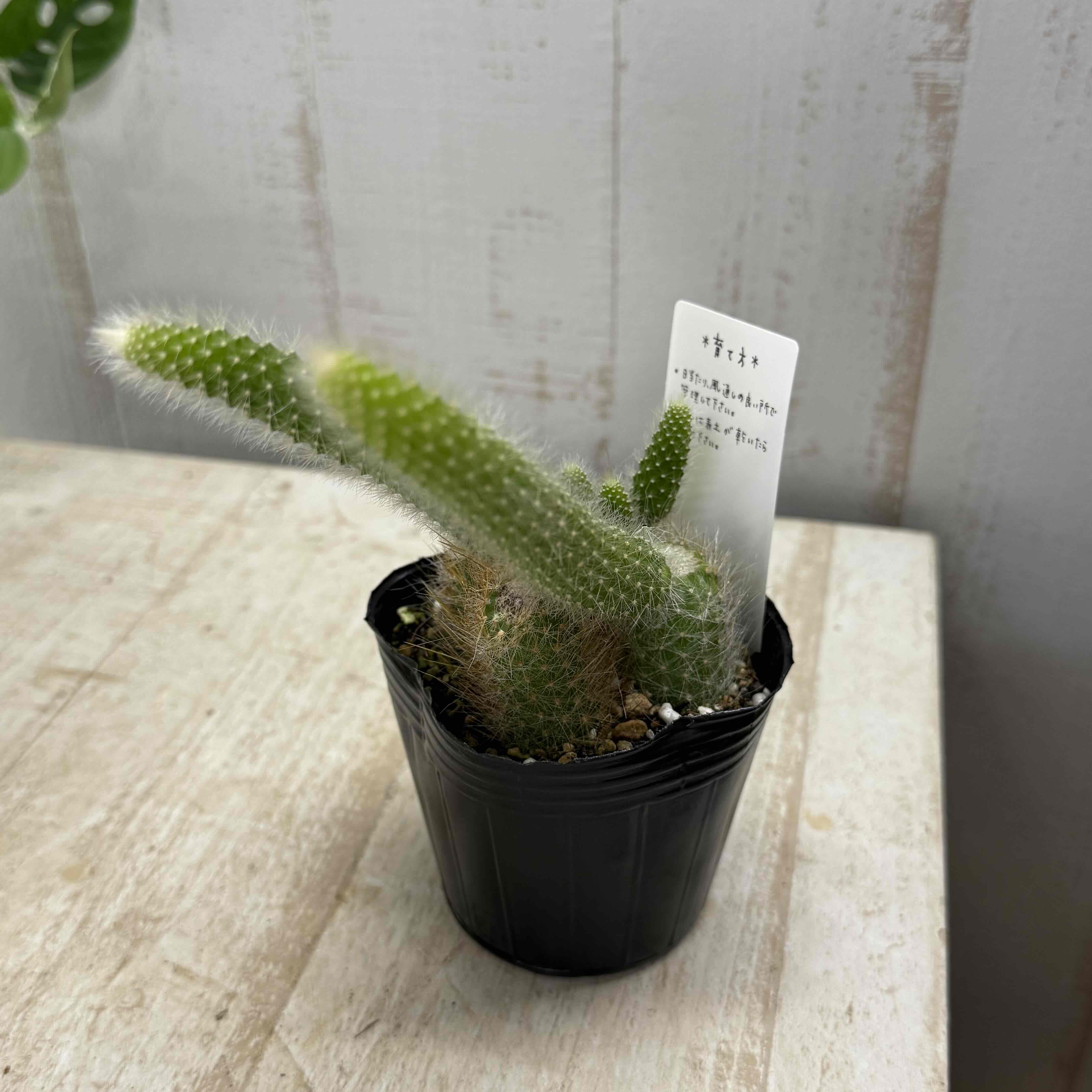 紐サボテン ヒルデウィンテラ【現品】 | グリーンホビー