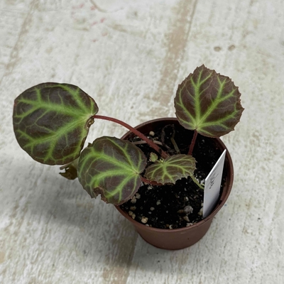ベゴニア　アチェ　【現品】