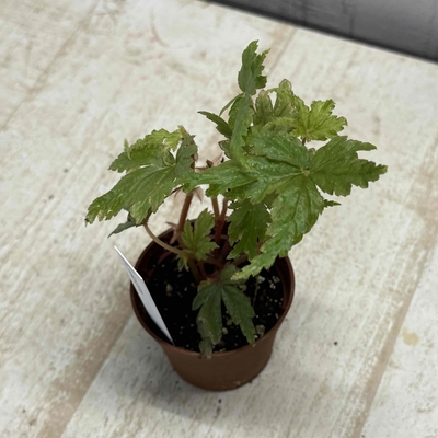 ベゴニア　インキサ　【現品】