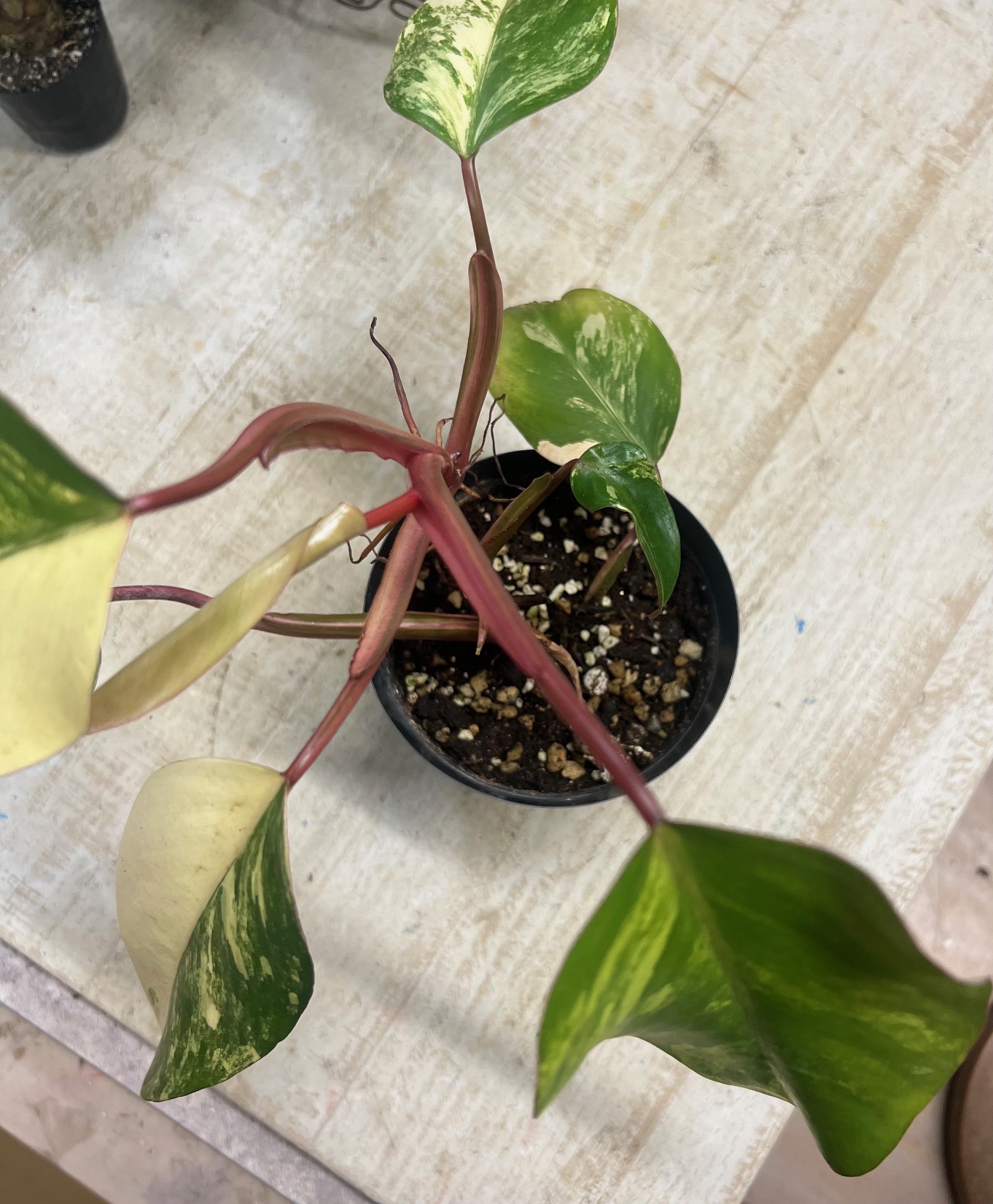 フィロデンドロン ストロベリーシェイク | グリーンホビー