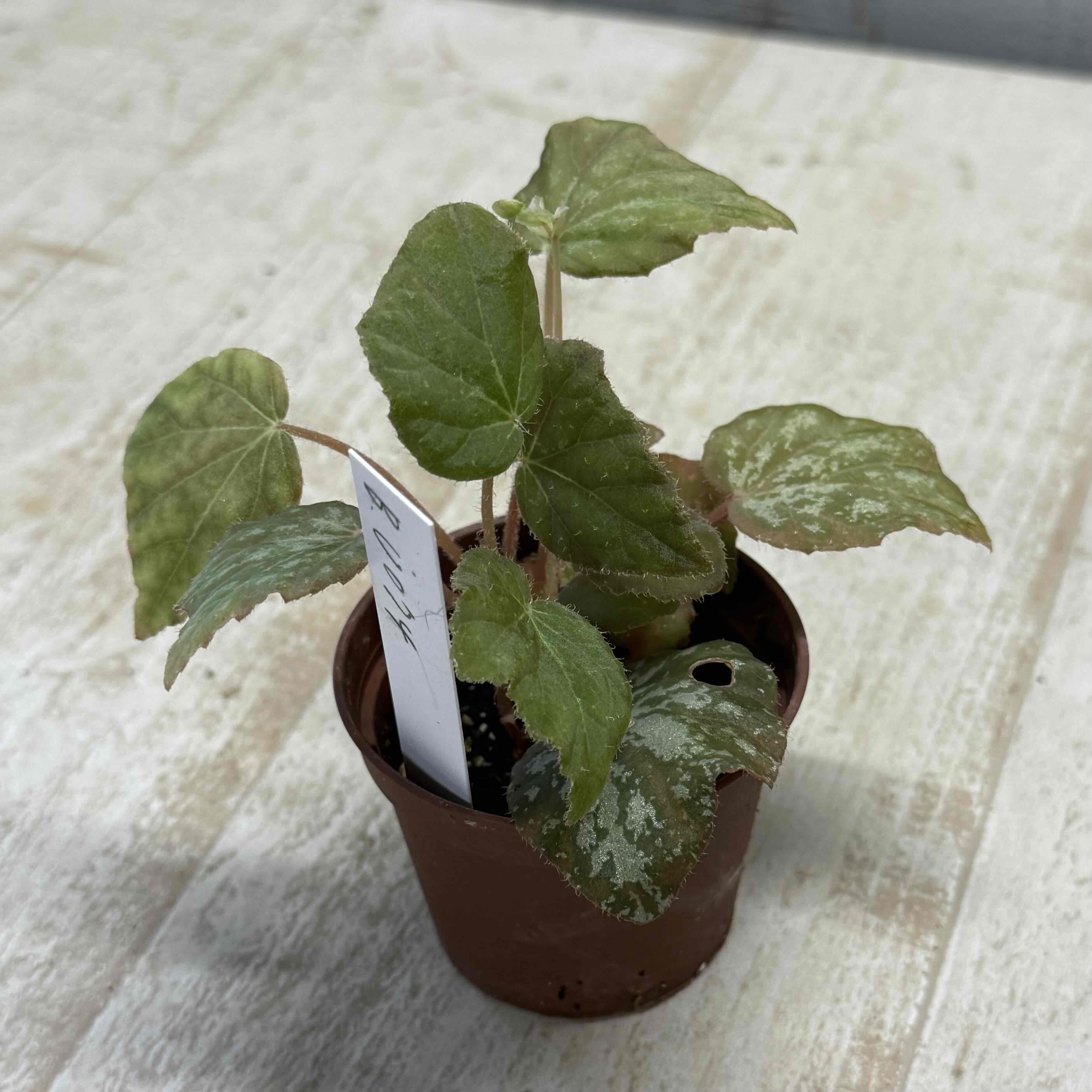 値下げ可能)ベゴニア ルージュ バリエガータベゴニア 観葉植物