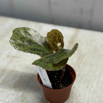 ベゴニア　ブランキィ（斑）【現品】