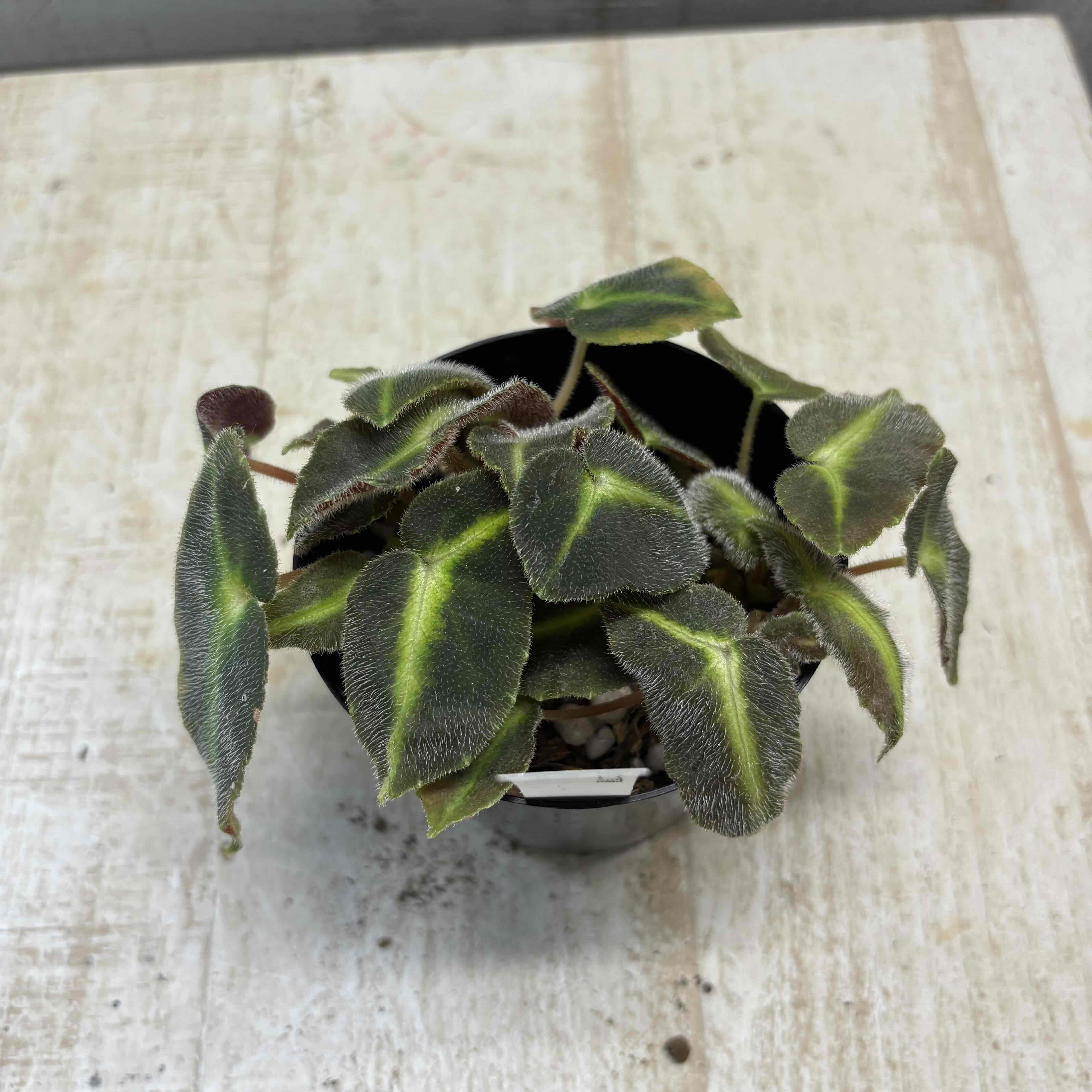 ベゴニア 木立性ベゴニア原種 リスターダ【現品】 | グリーンホビー