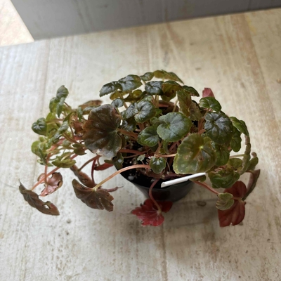 ベゴニア　根茎性　Dew drop  変種　【現品】
