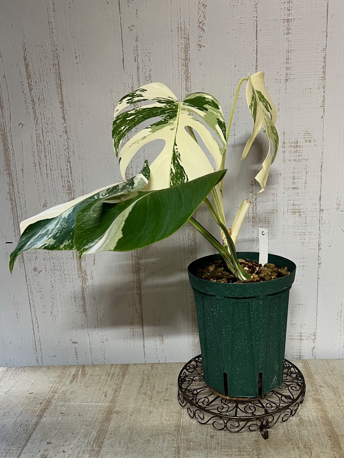 斑》モンステラ ホワイトタイガー 5寸大株【現品C】 | グリーンホビー