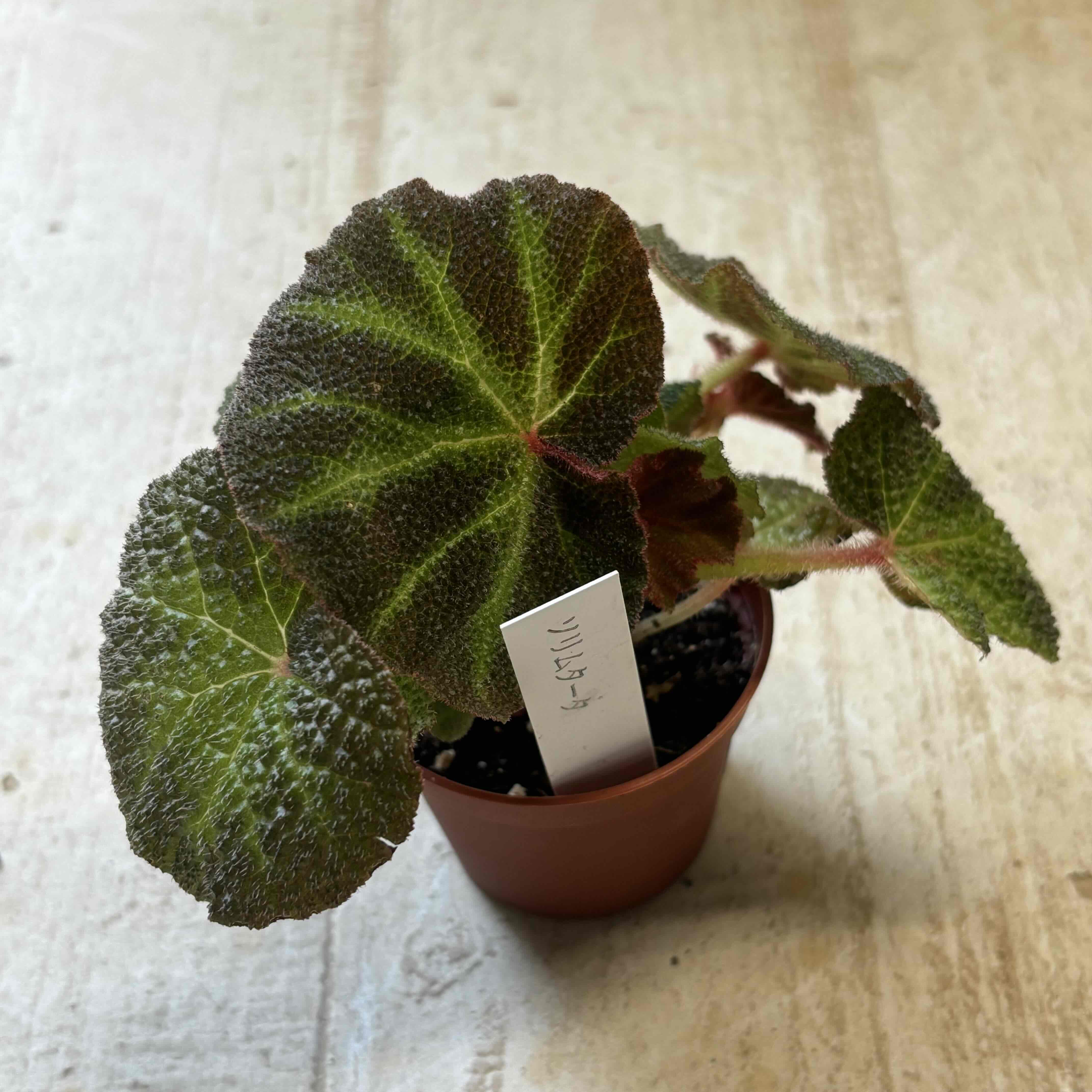 根茎性ベゴニア ソリムタータ 【現品】 | グリーンホビー