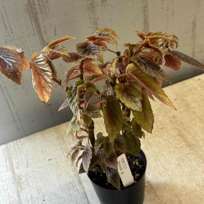 木立性ベゴニア　ベネズエラ【現品】