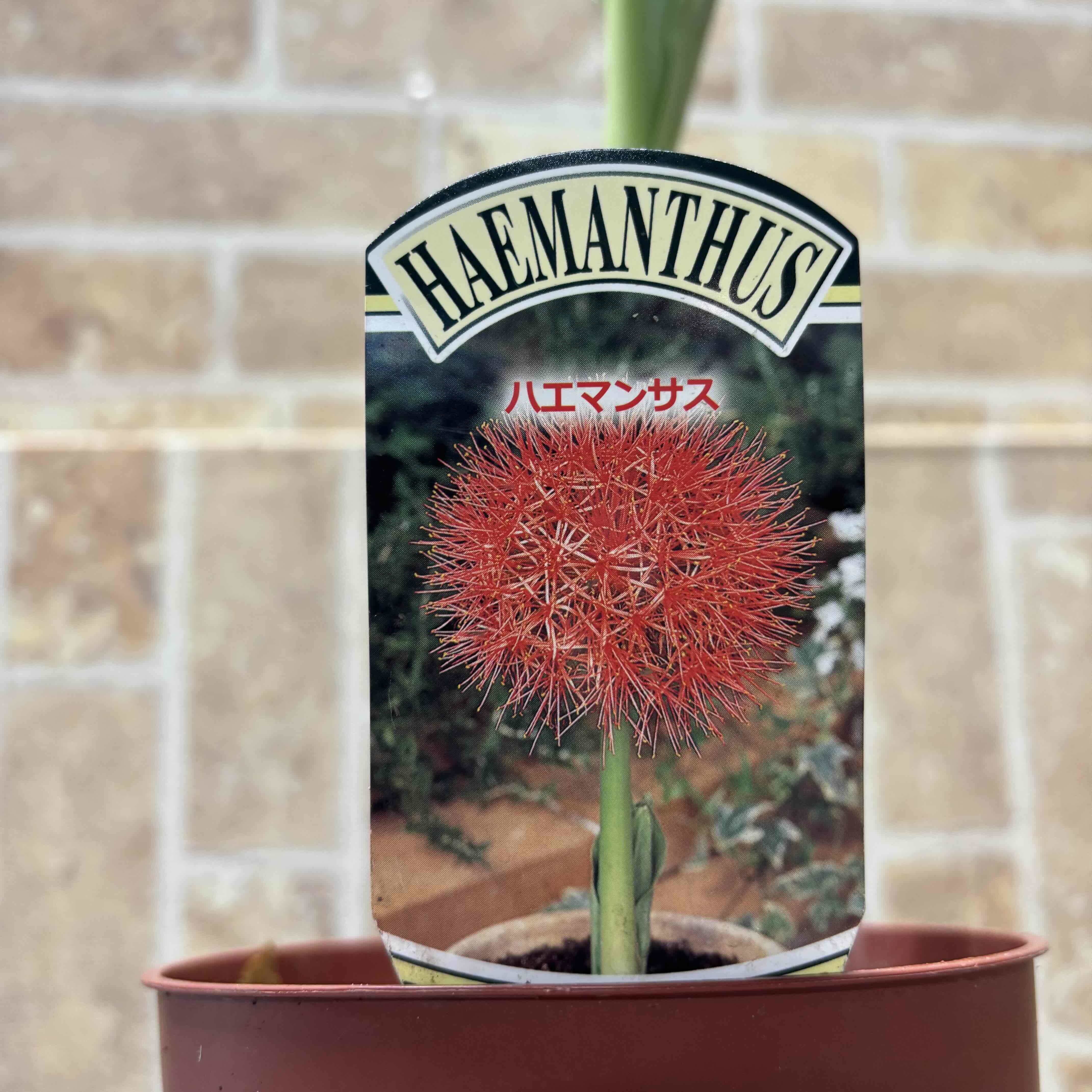 ハエマンサス ムルティフロス（マユハケオモト）お花終わった為特価