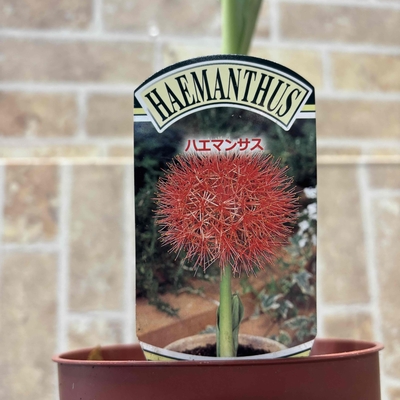ハエマンサス　ムルティフロス（マユハケオモト）お花終わった為特価