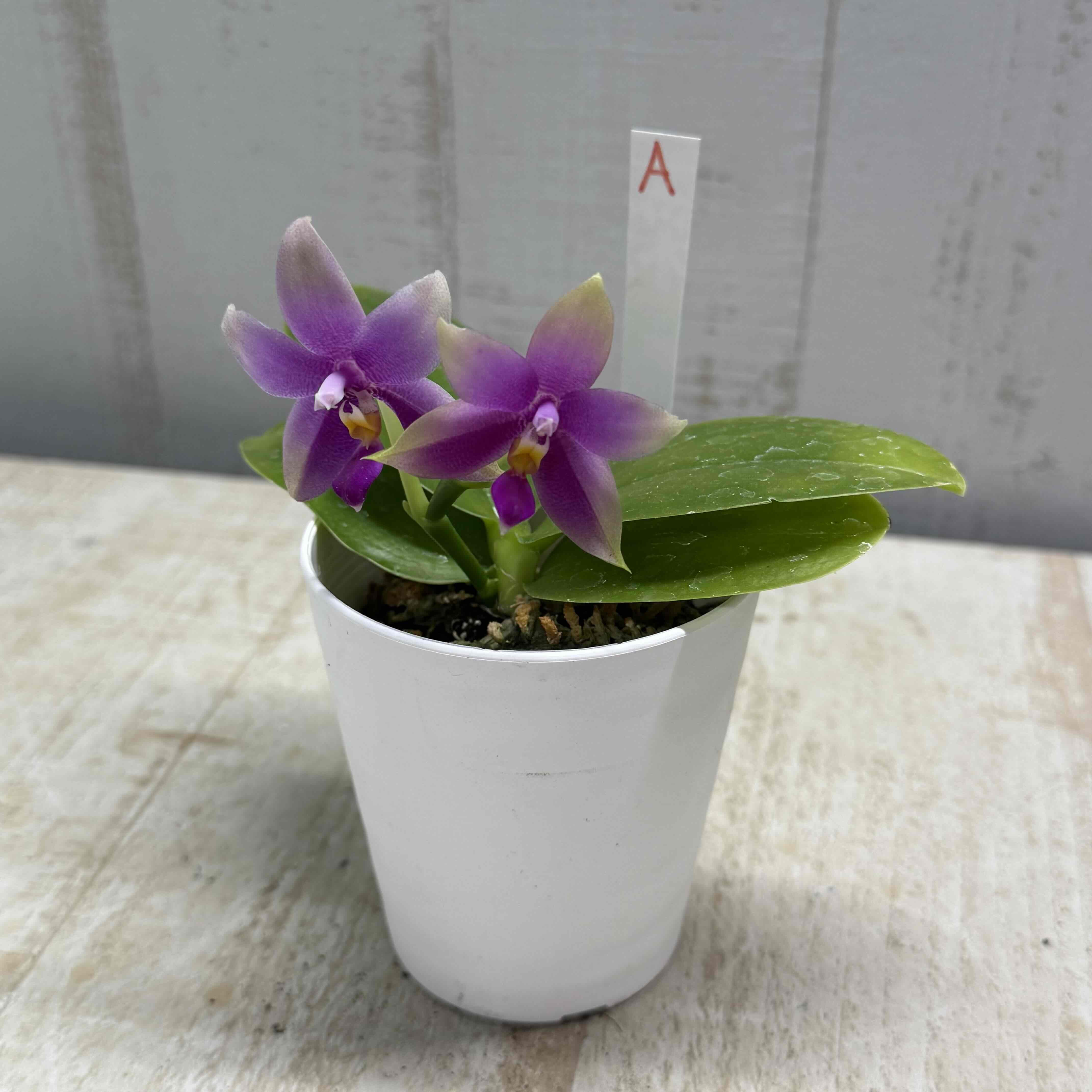 ファレノプシス ビオラセア【現品A】 | グリーンホビー