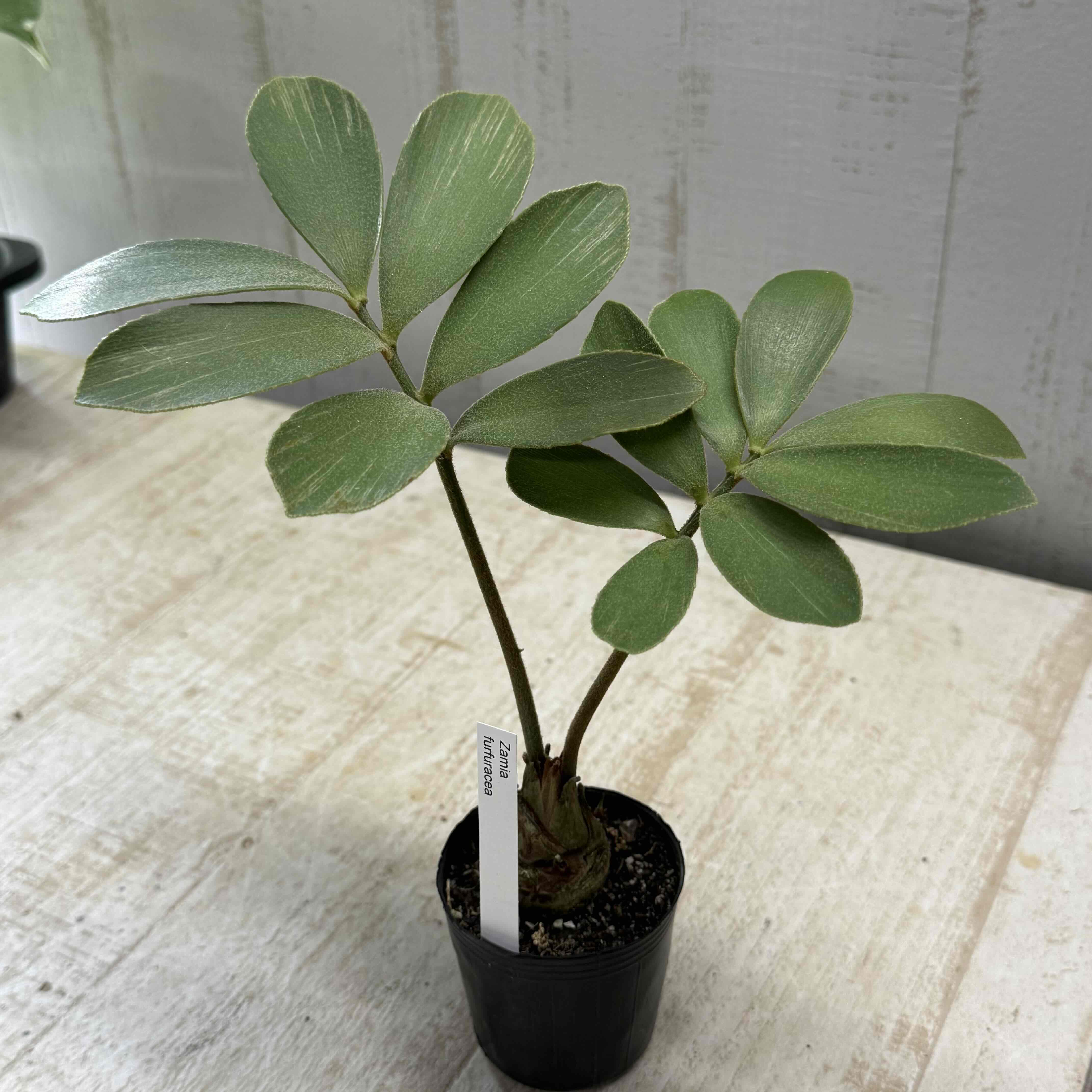 ザミア フルフラセア | グリーンホビー